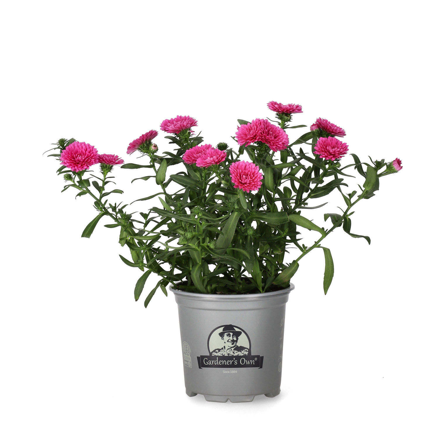 Aster N.B. Red 10,5 cm