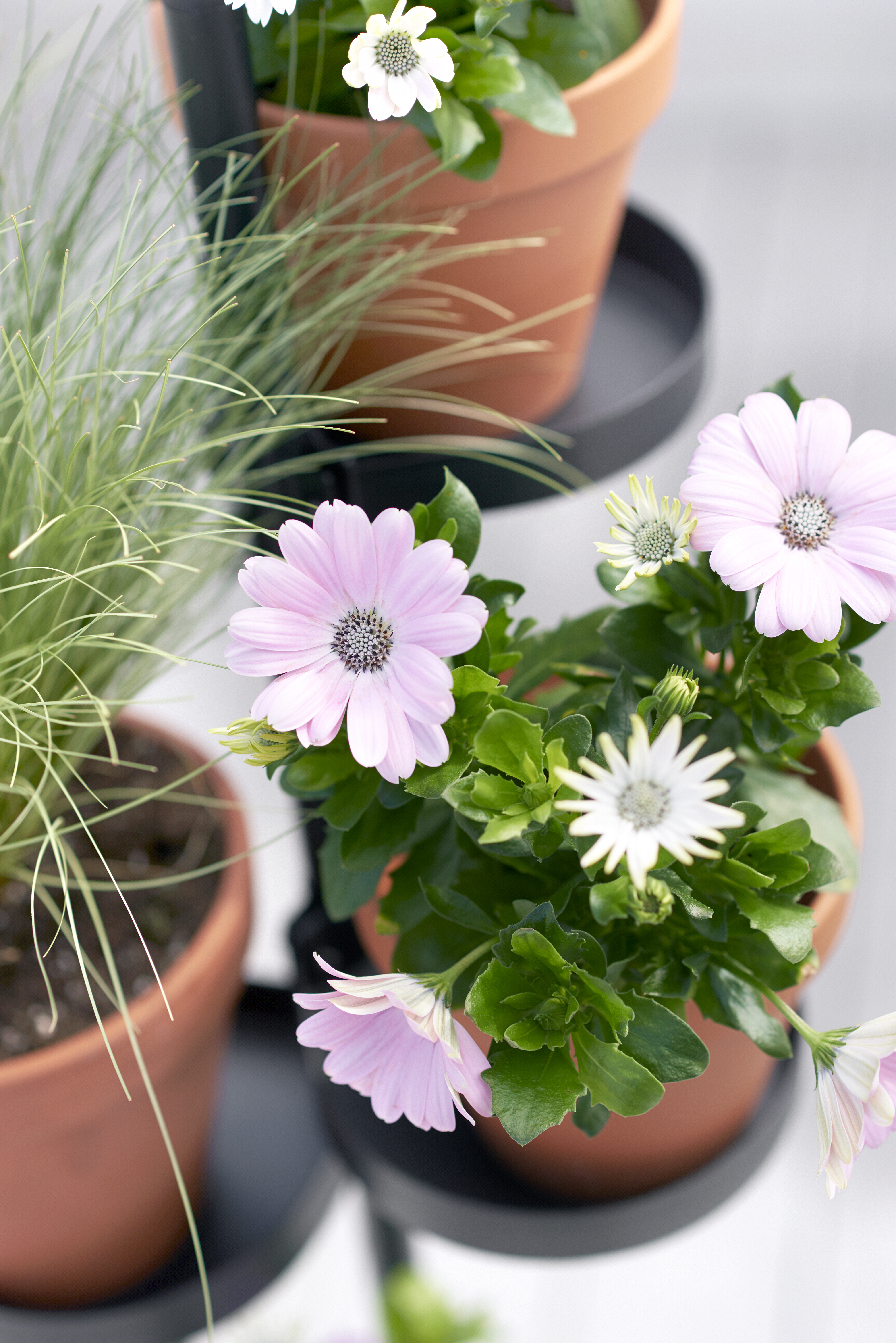 Osteospermum White 11 cm