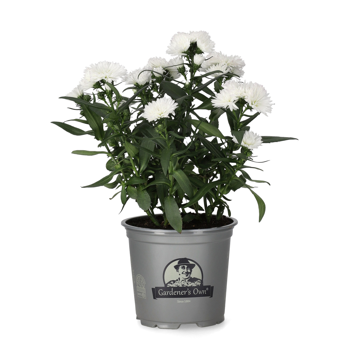 Aster N.B. White 10,5 cm