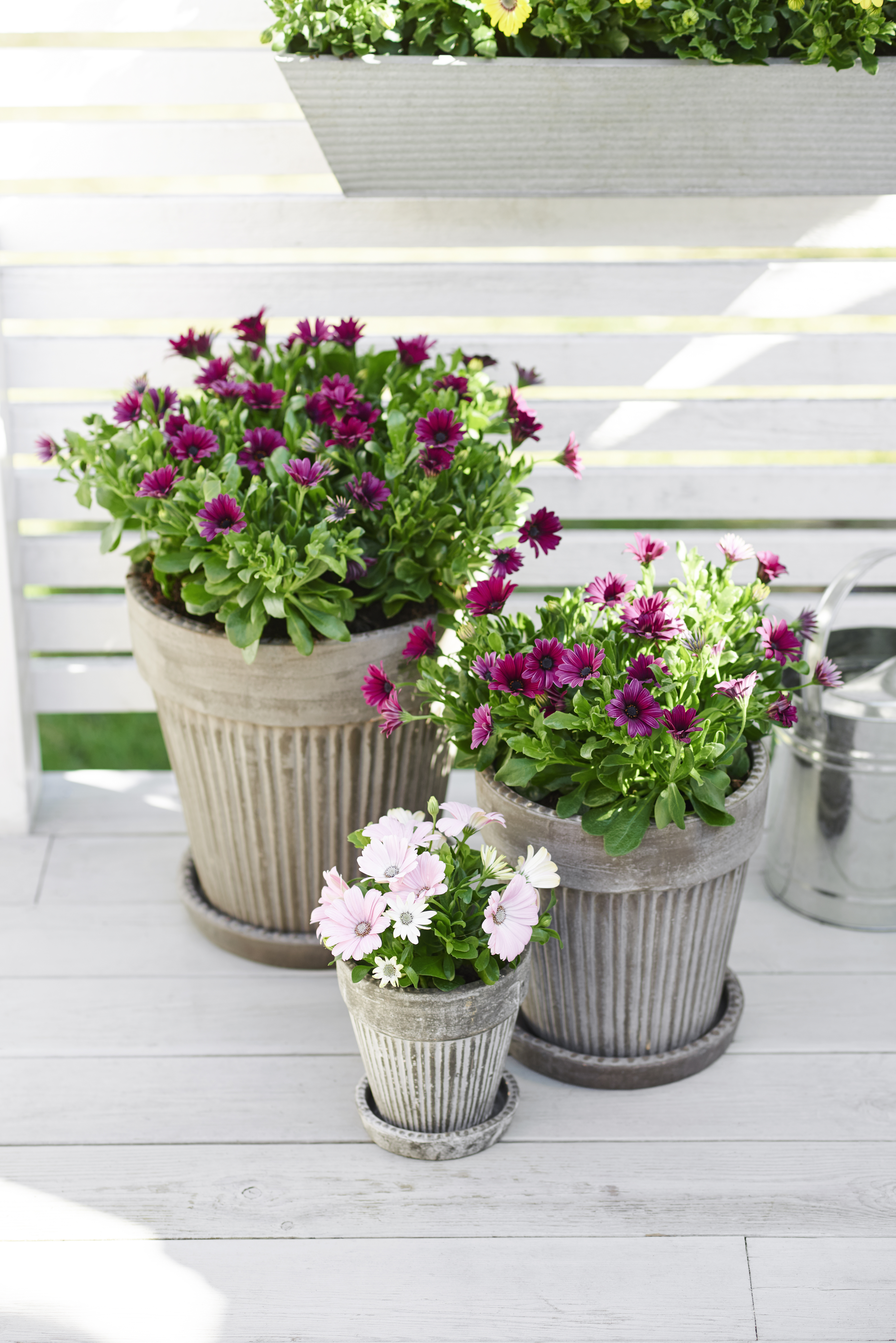 Osteospermum White 11 cm