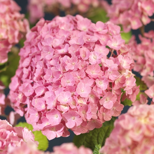 Hydrangea macrophylla Pink 29cm