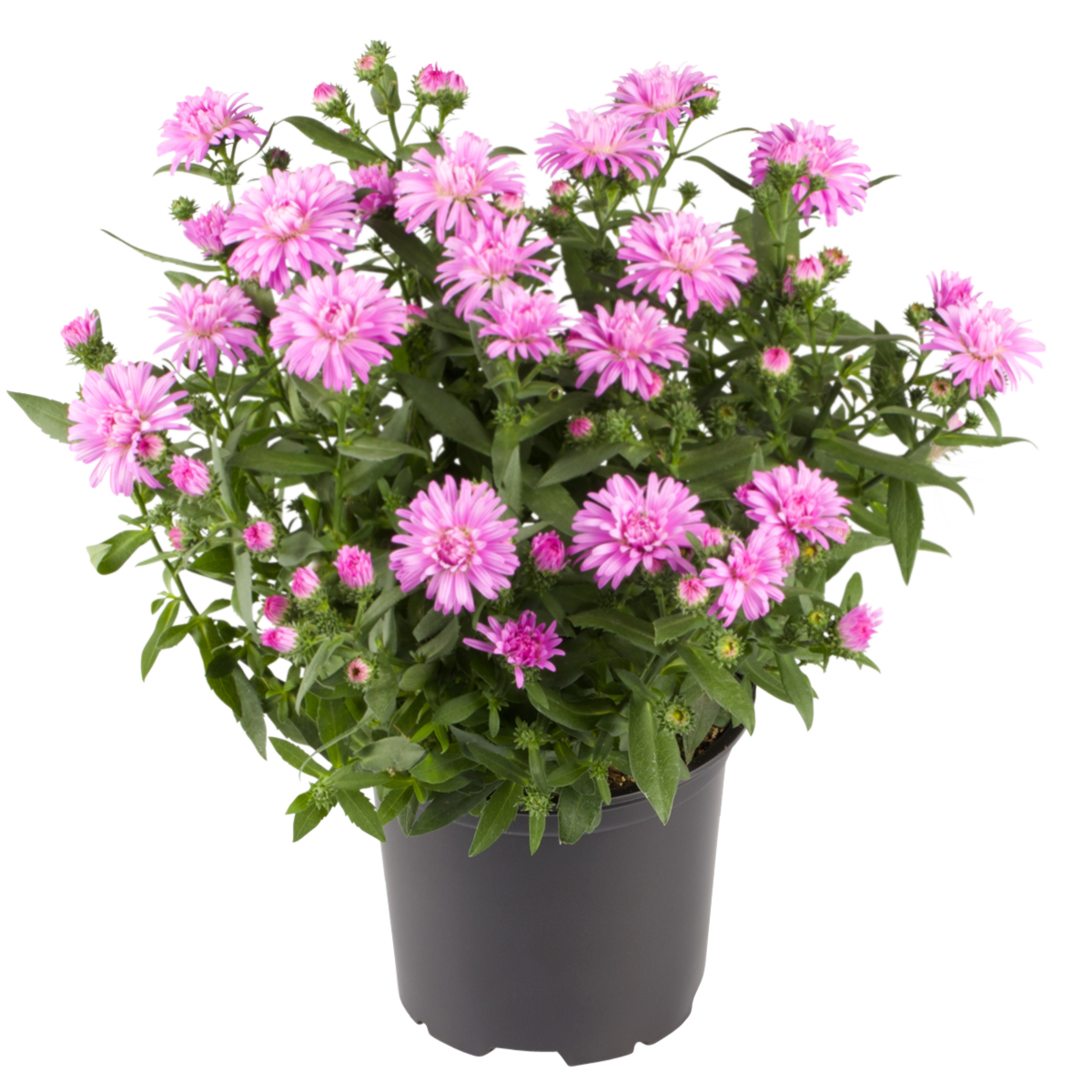 Aster N.B. Pink 10,5 cm
