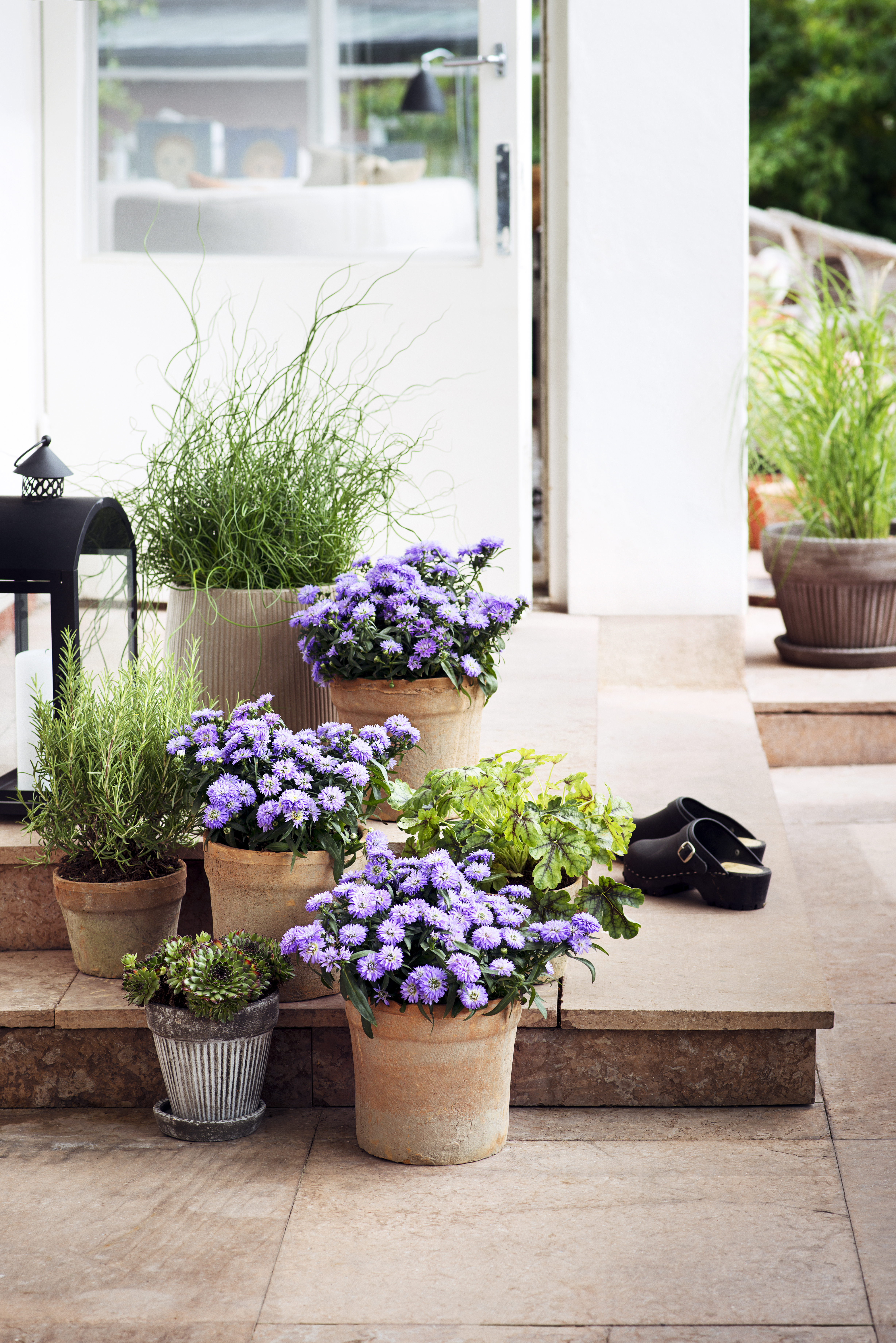 Aster N.B. Pink 10,5 cm