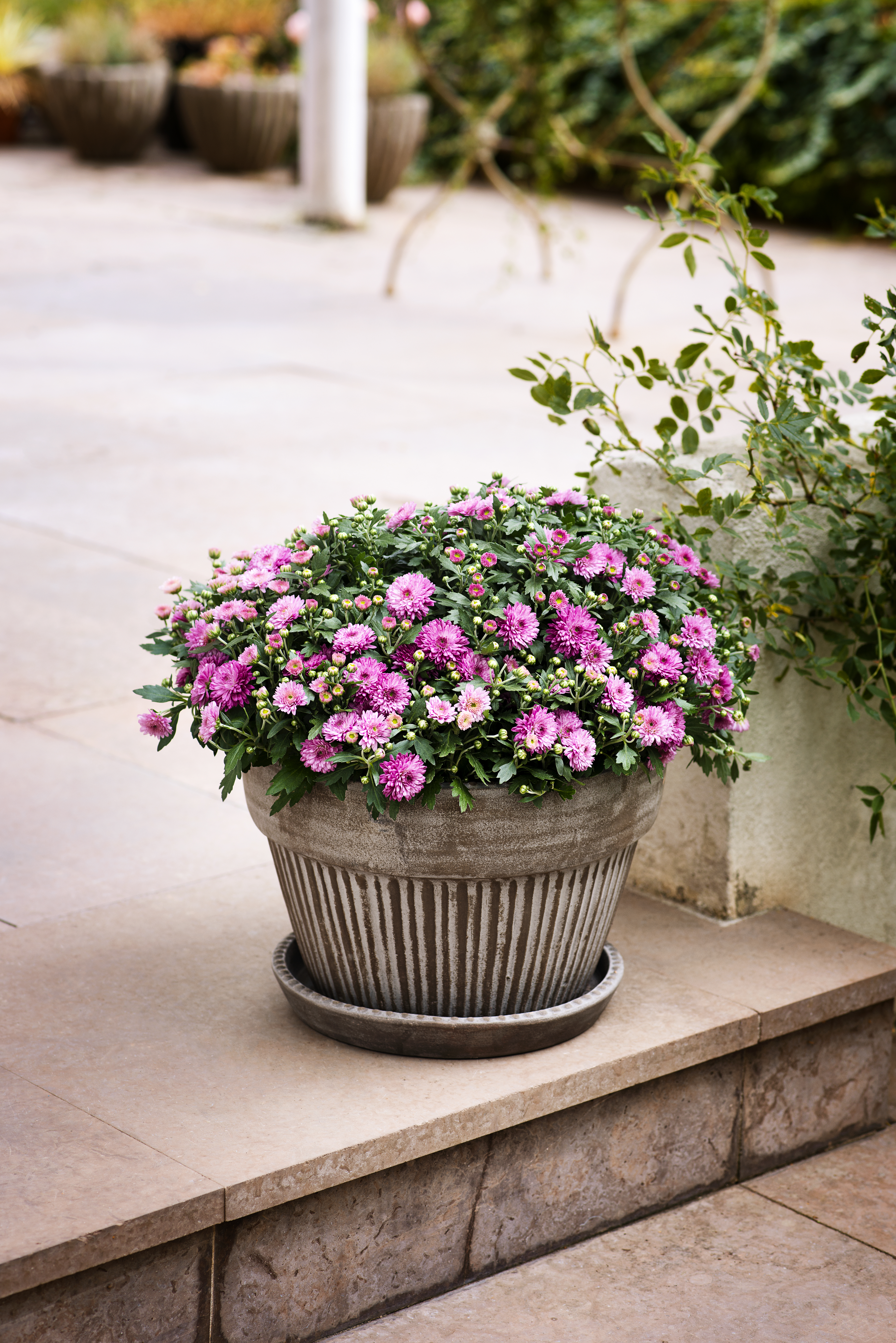 Aster N.B. Pink 10,5 cm