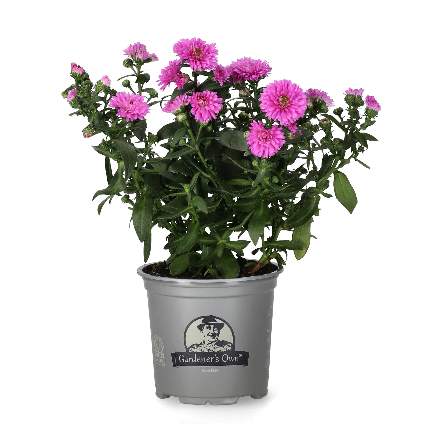 Aster N.B. Pink 10,5 cm