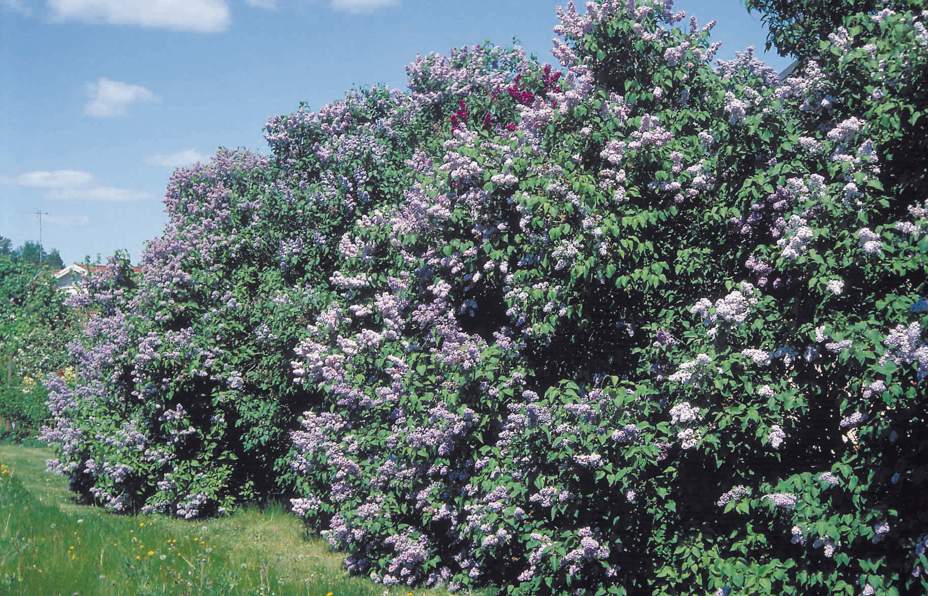 Syringa vulgaris