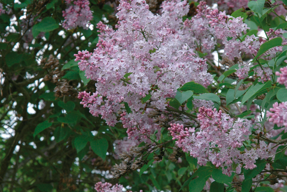 Syringa vulgaris