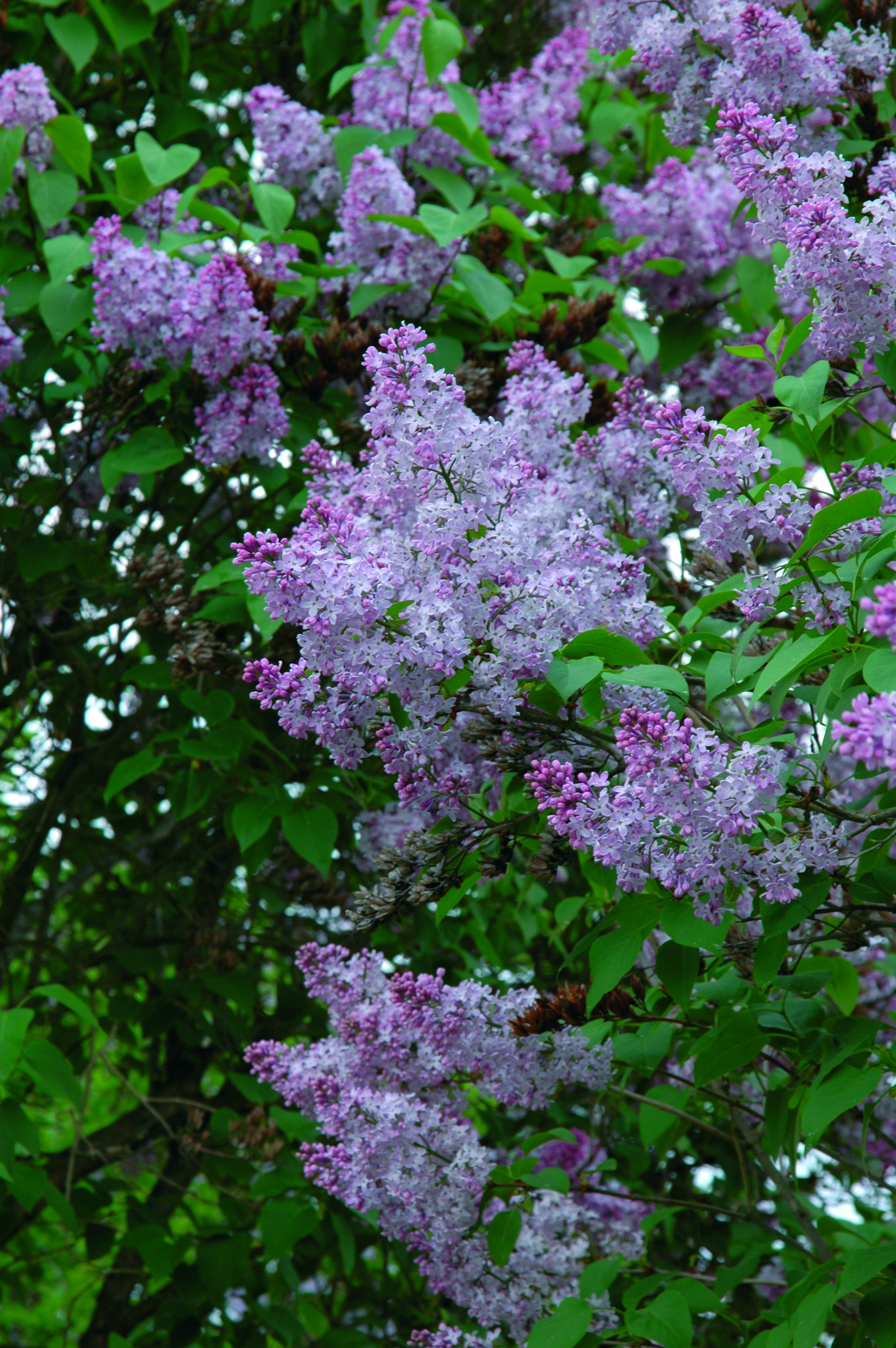 Syringa vulgaris