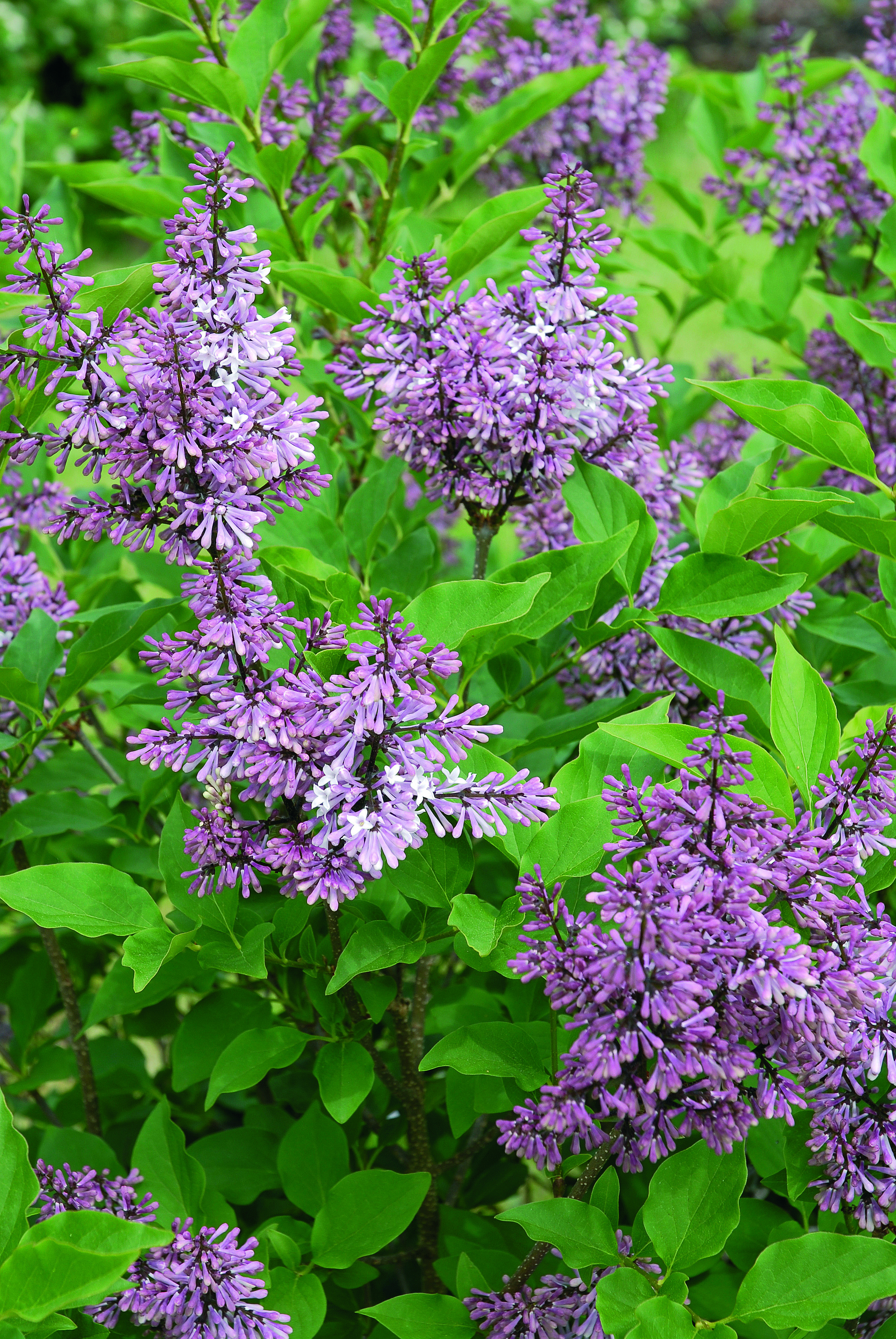 Syringa vulgaris