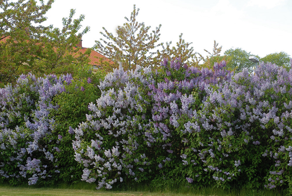 Syringa vulgaris