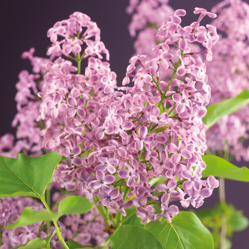 Syringa vulgaris