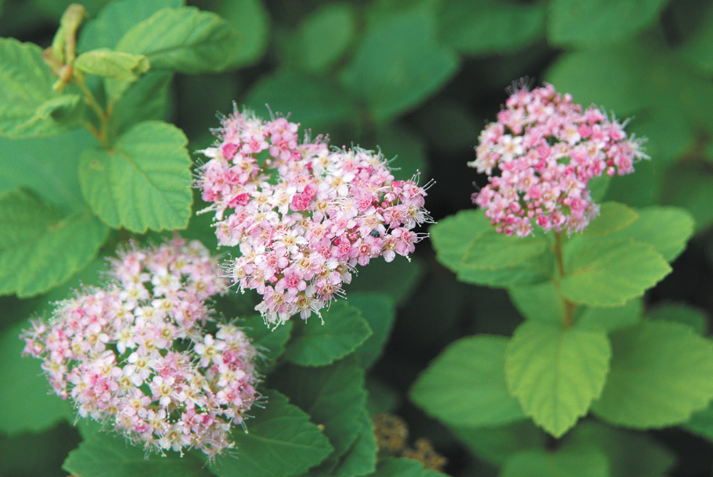 Amerikansk praktspirea