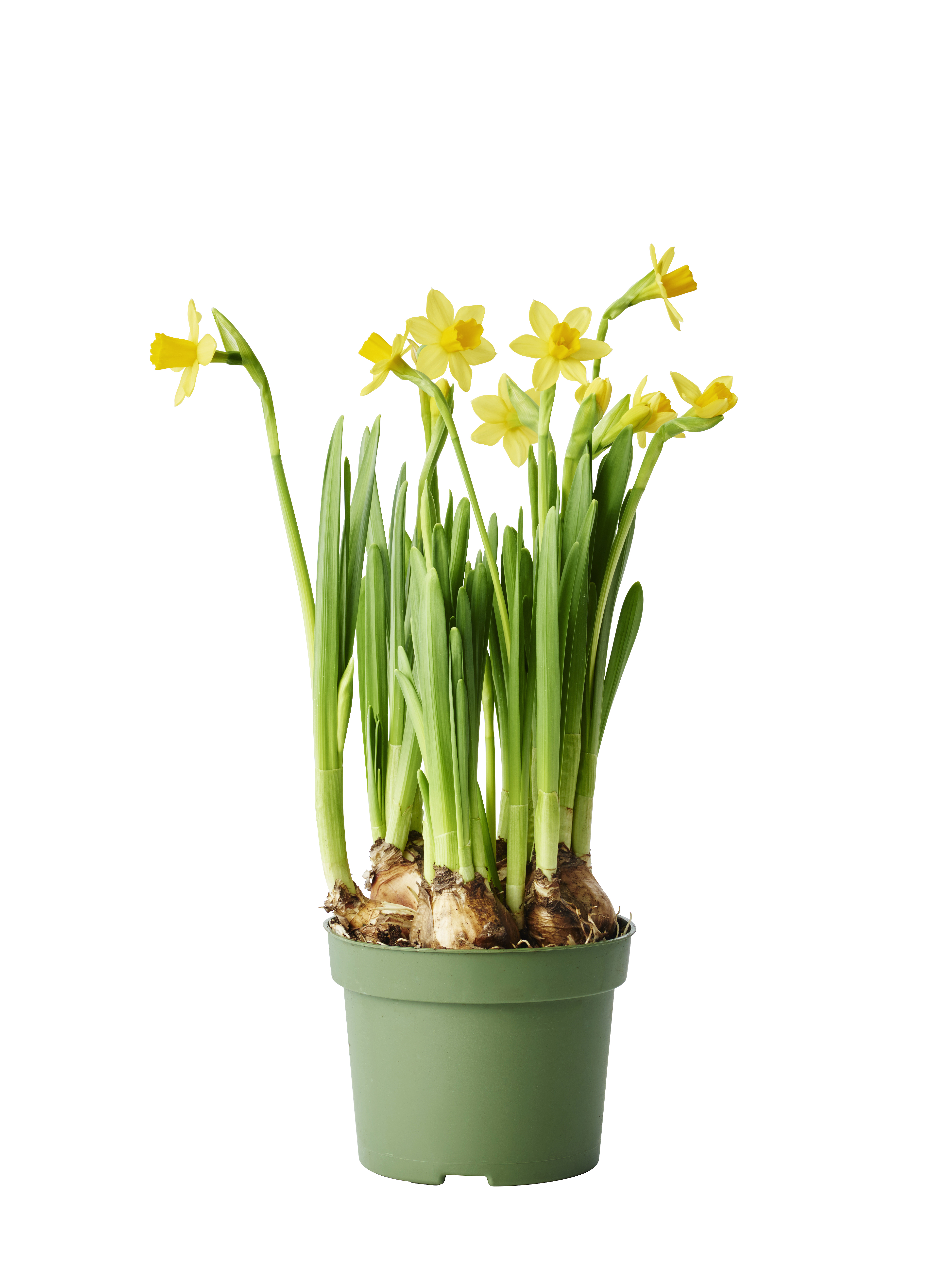 Narcissus 'Tete a Tete' 12 cm