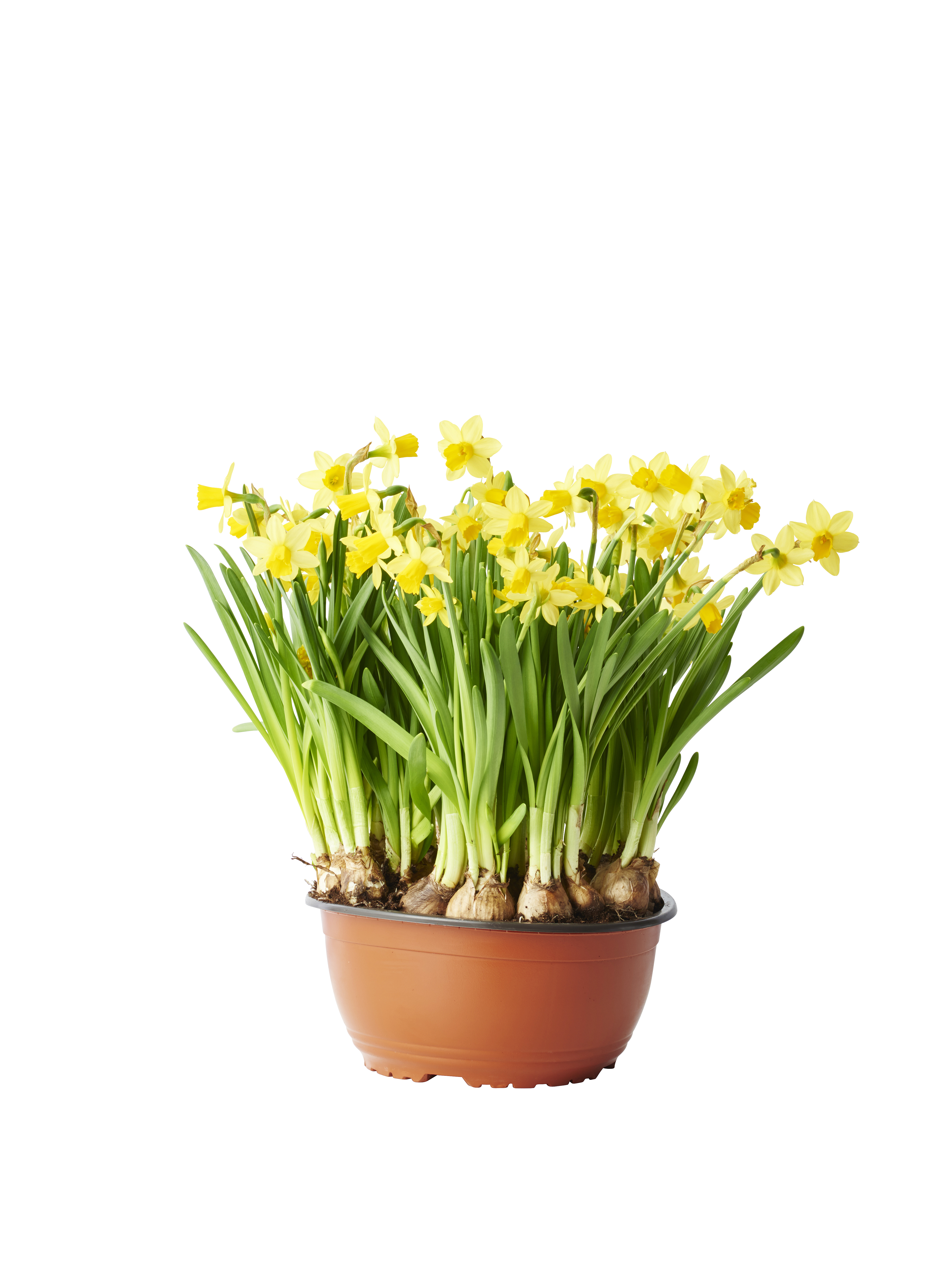 Minipåskelilje 'Tête-à-Tête' skål