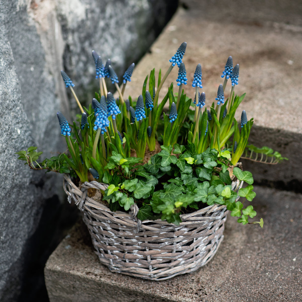 Muscari a. 'Blue Magic' 12 cm