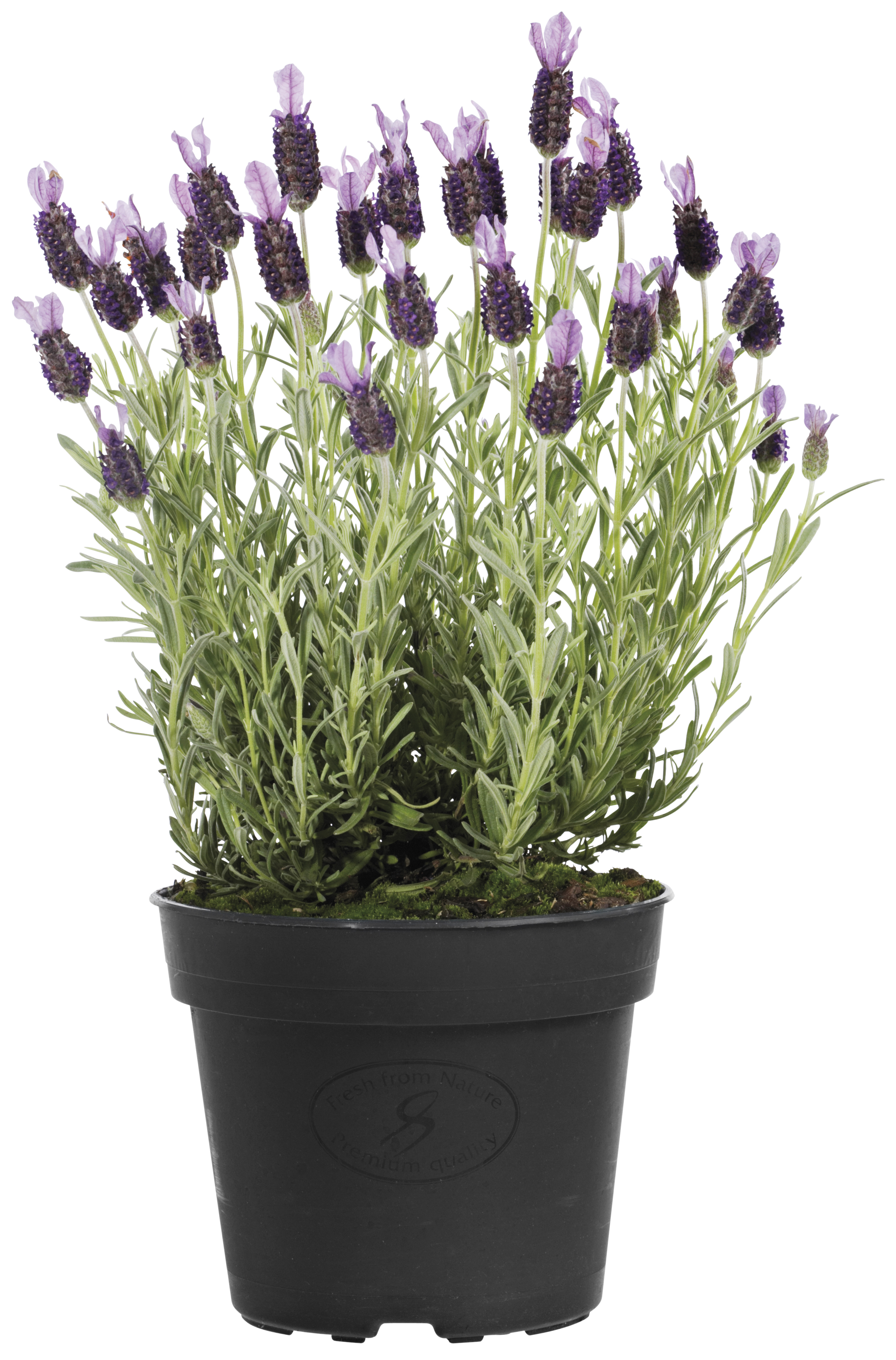 Lavandula stoechas 'Anouk' 15 cm