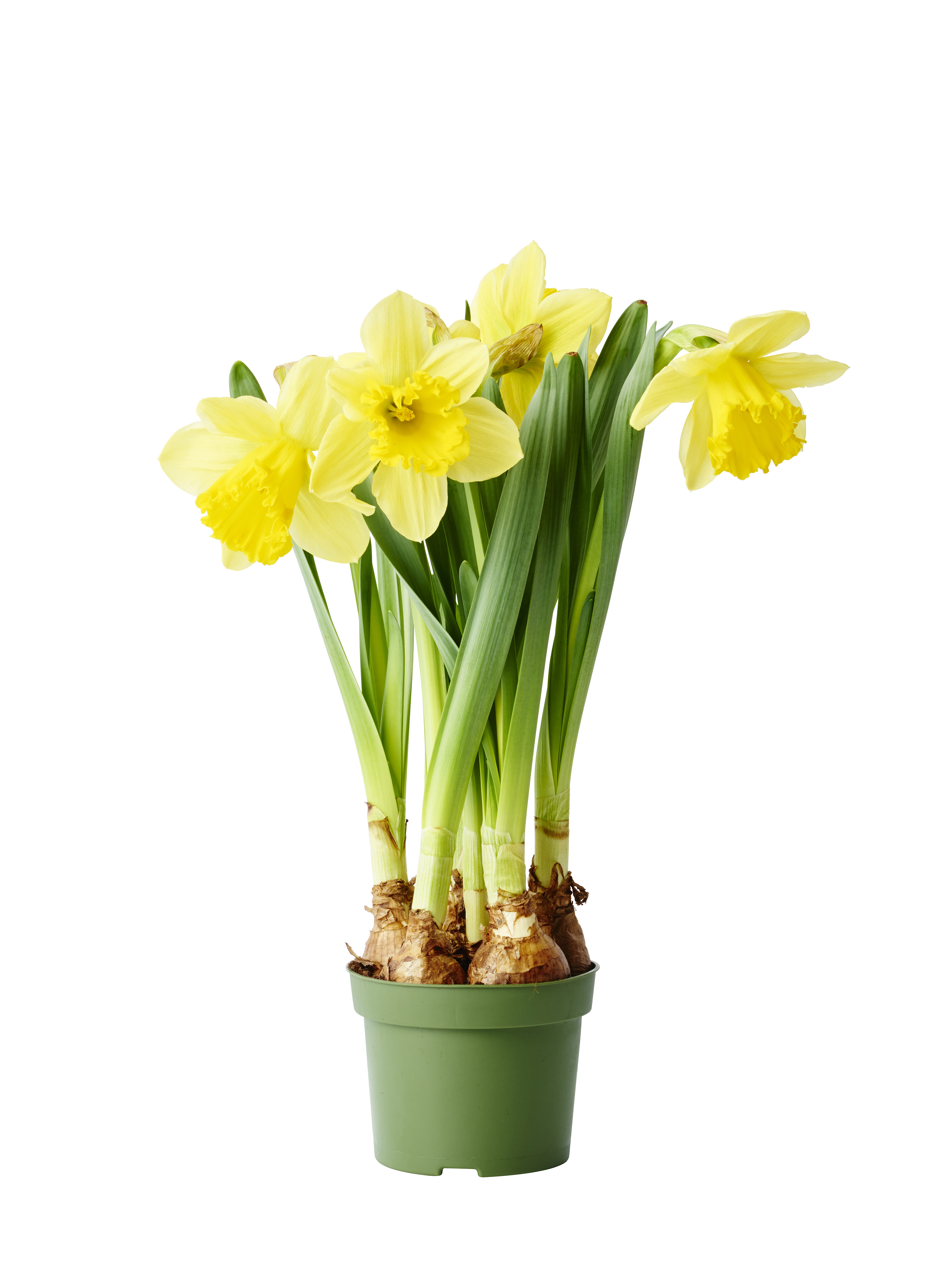 Påsklilja 'Carlton'