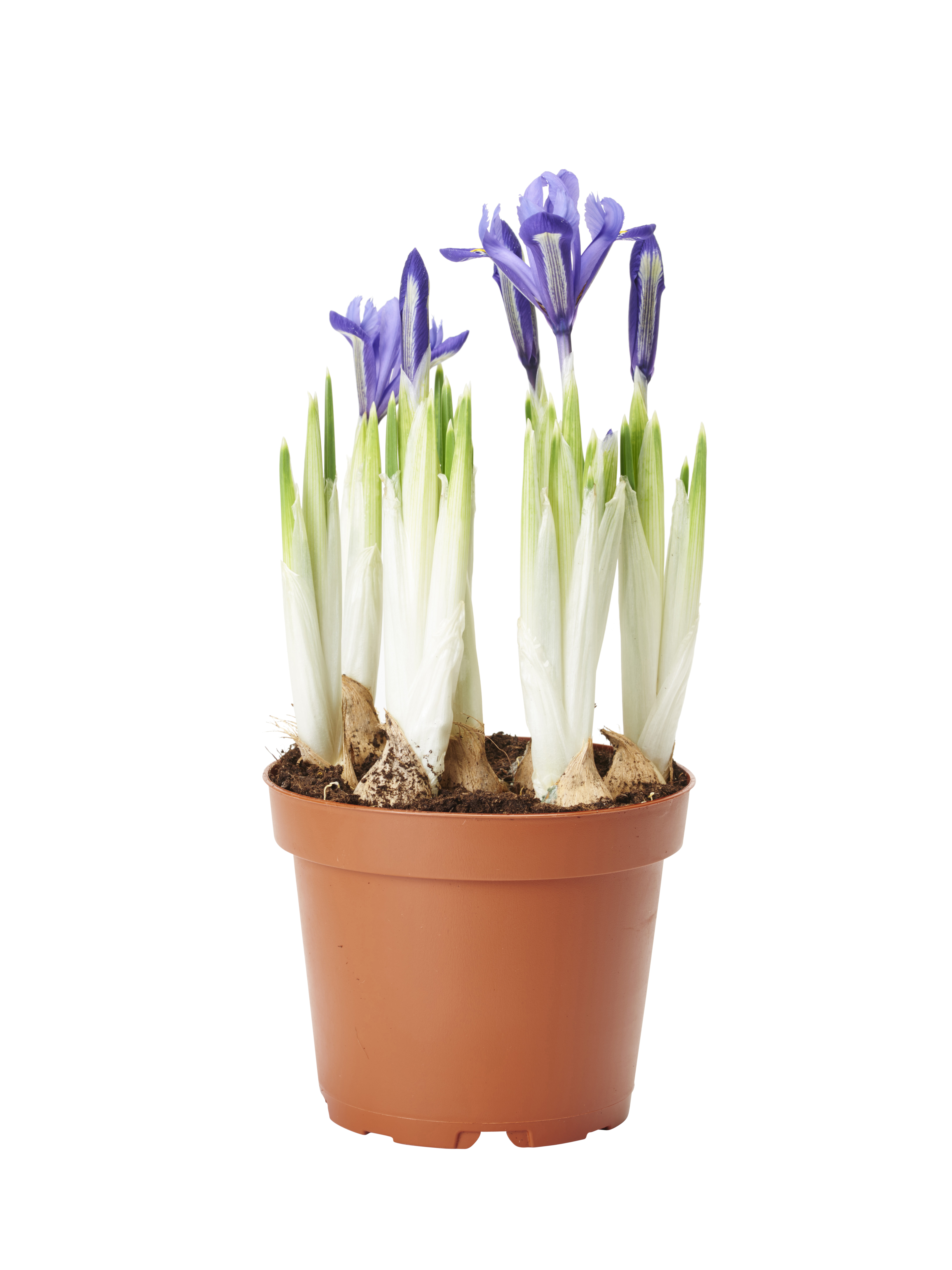 Iris reticulata 12 cm