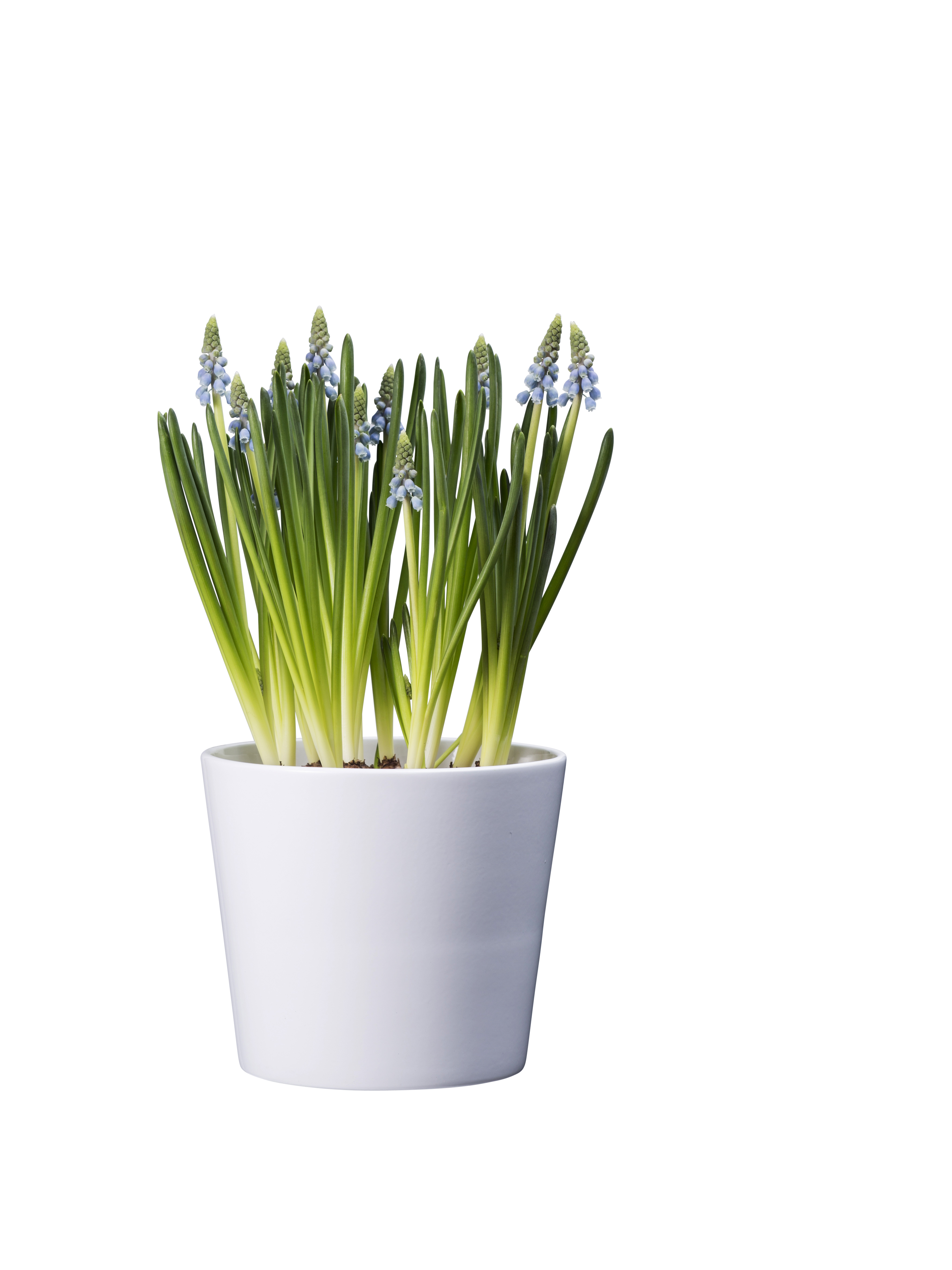 Muscari a. 'Blue Magic' 9 cm