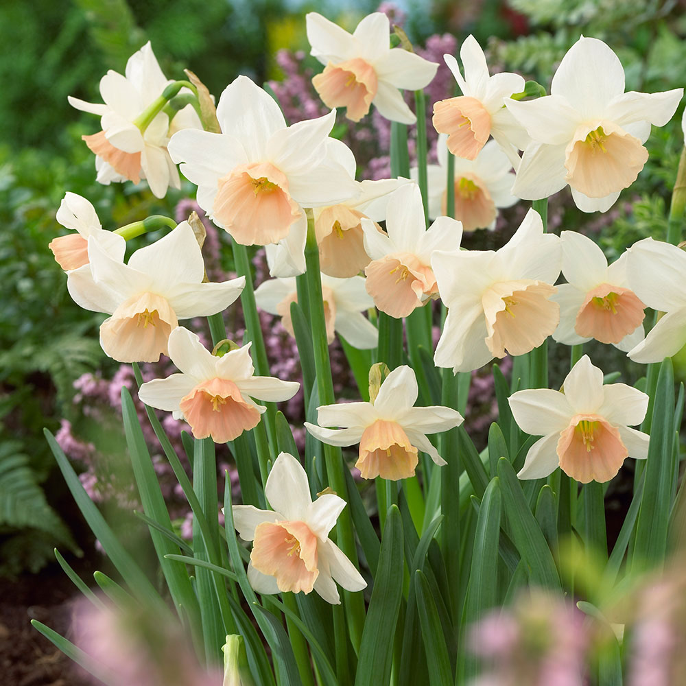 Påskelilje 'Iwona '