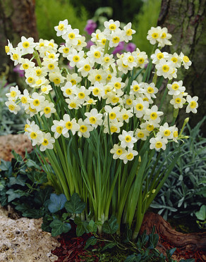 Minipåskelilje  'Minnow '