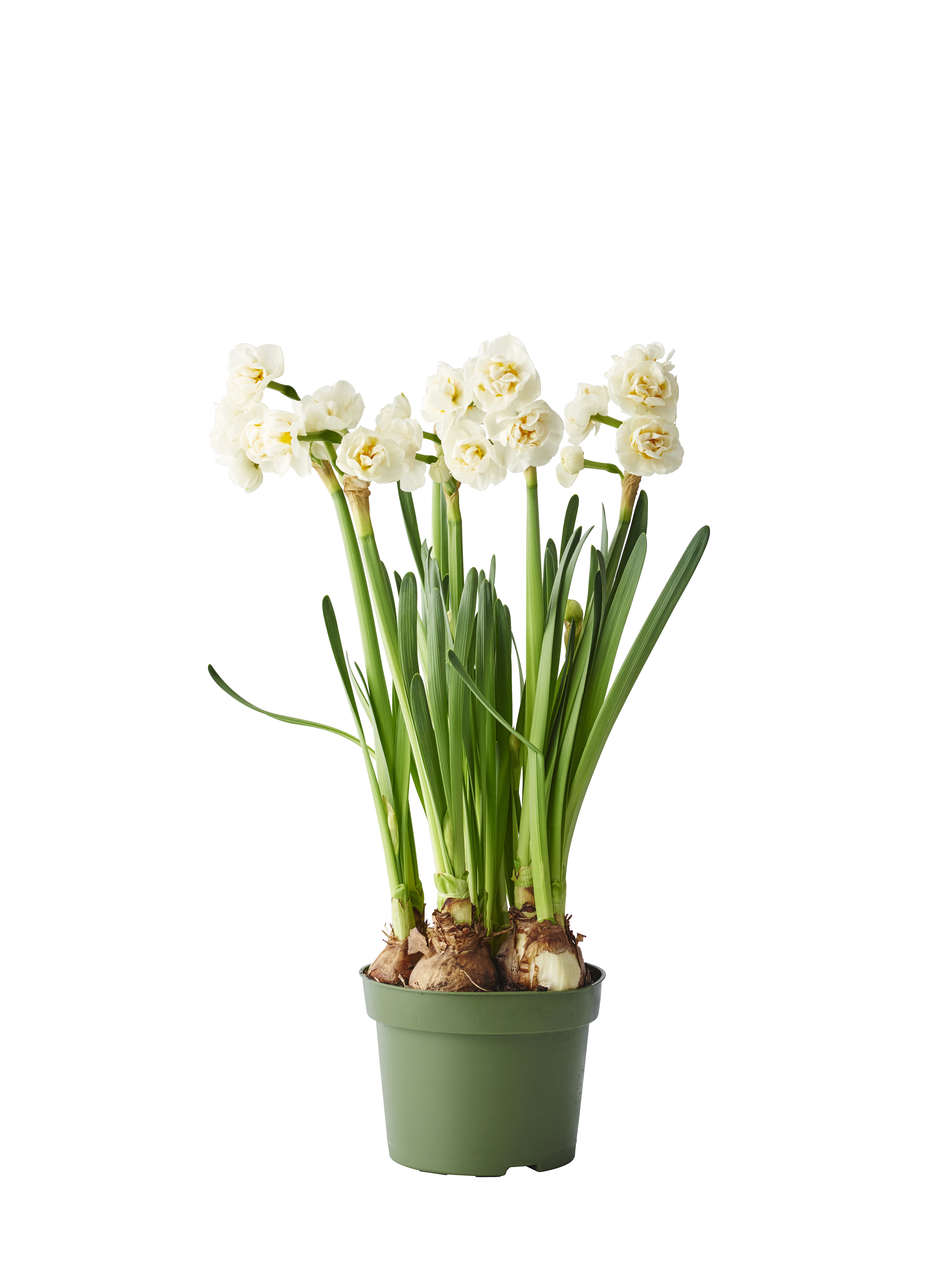 Påsklilja 'Bridal Crown'