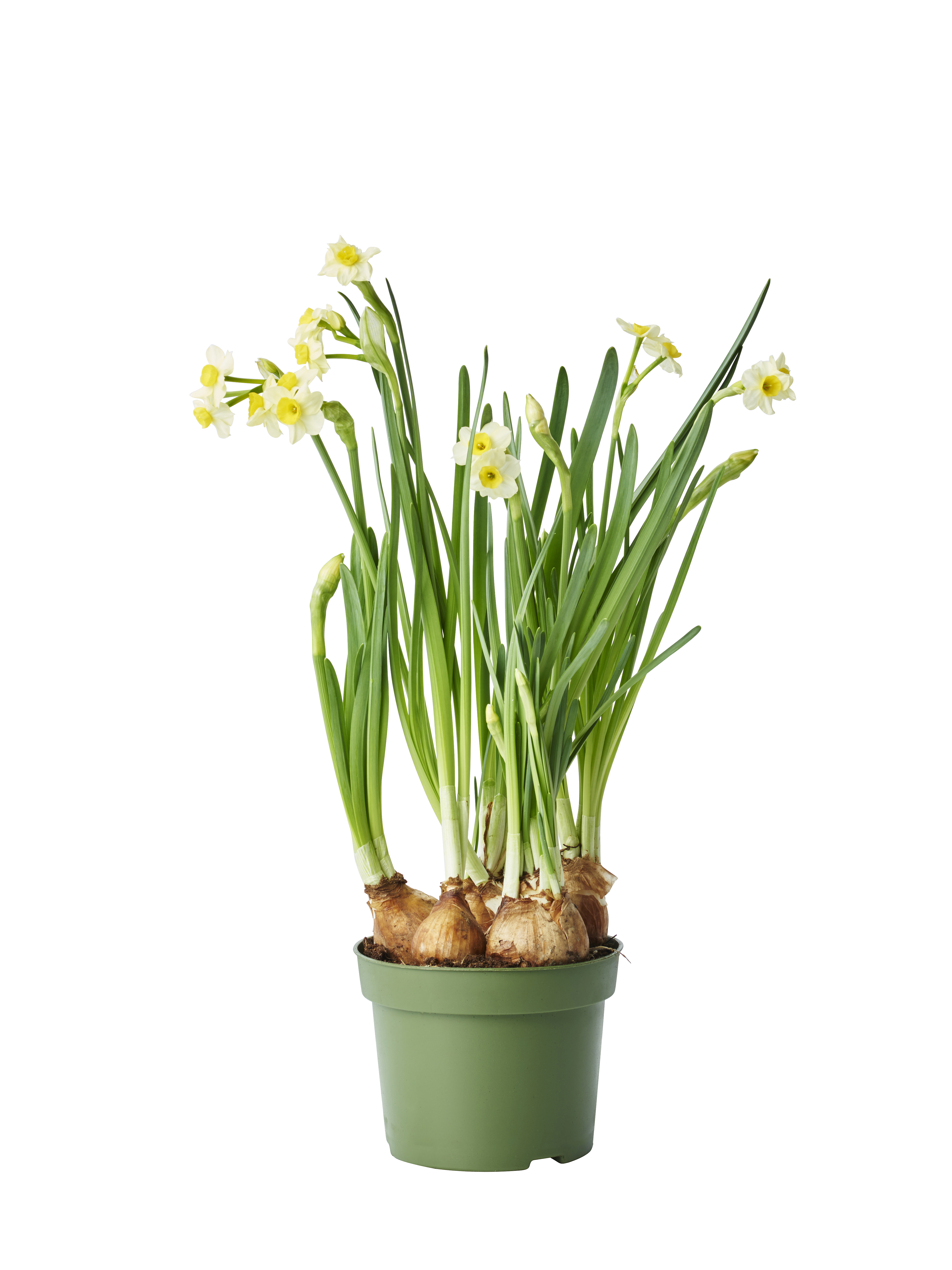 Minipåskelilje  'Minnow '