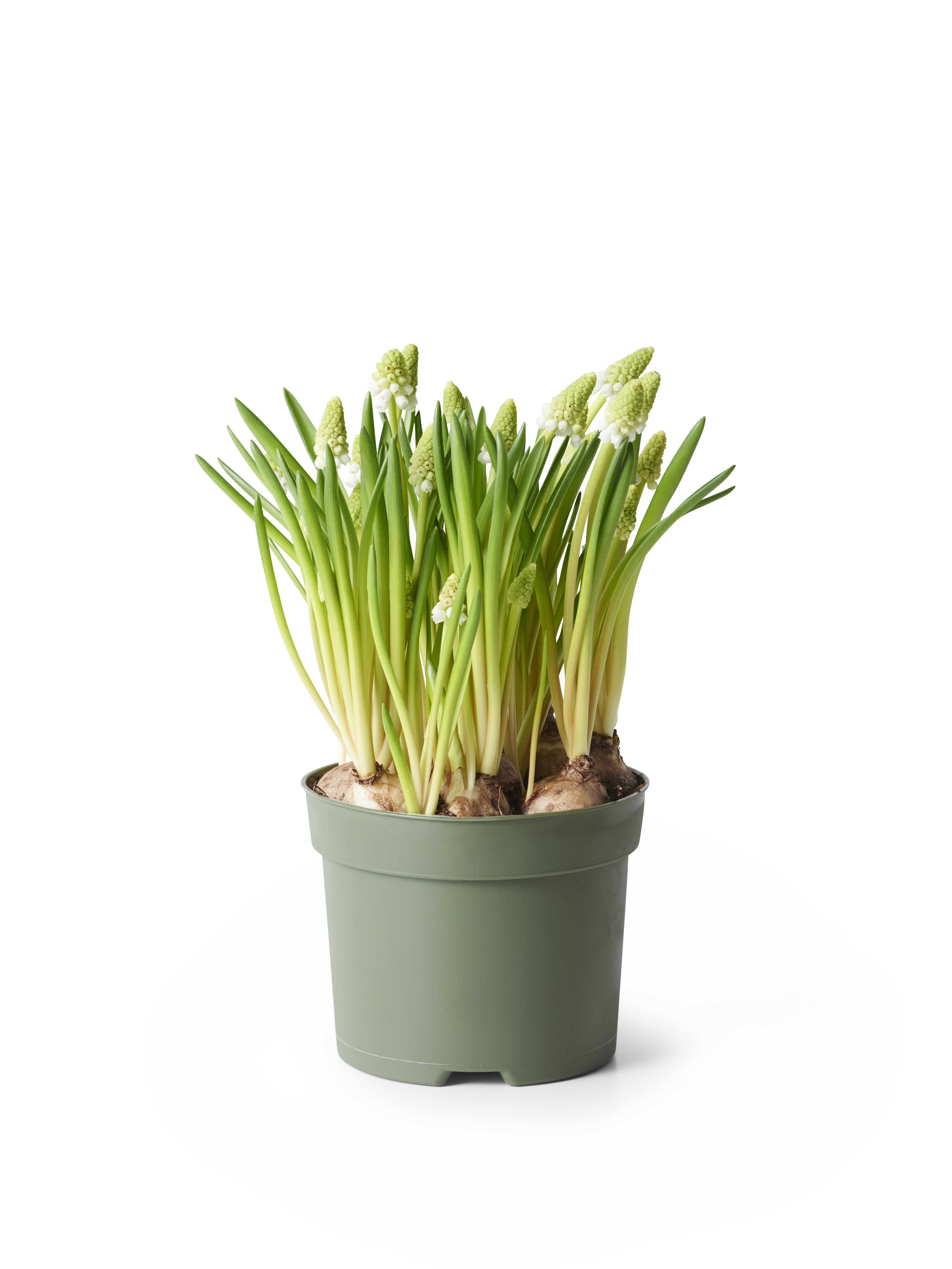 Persisk pärlhyacint 'White Magic'