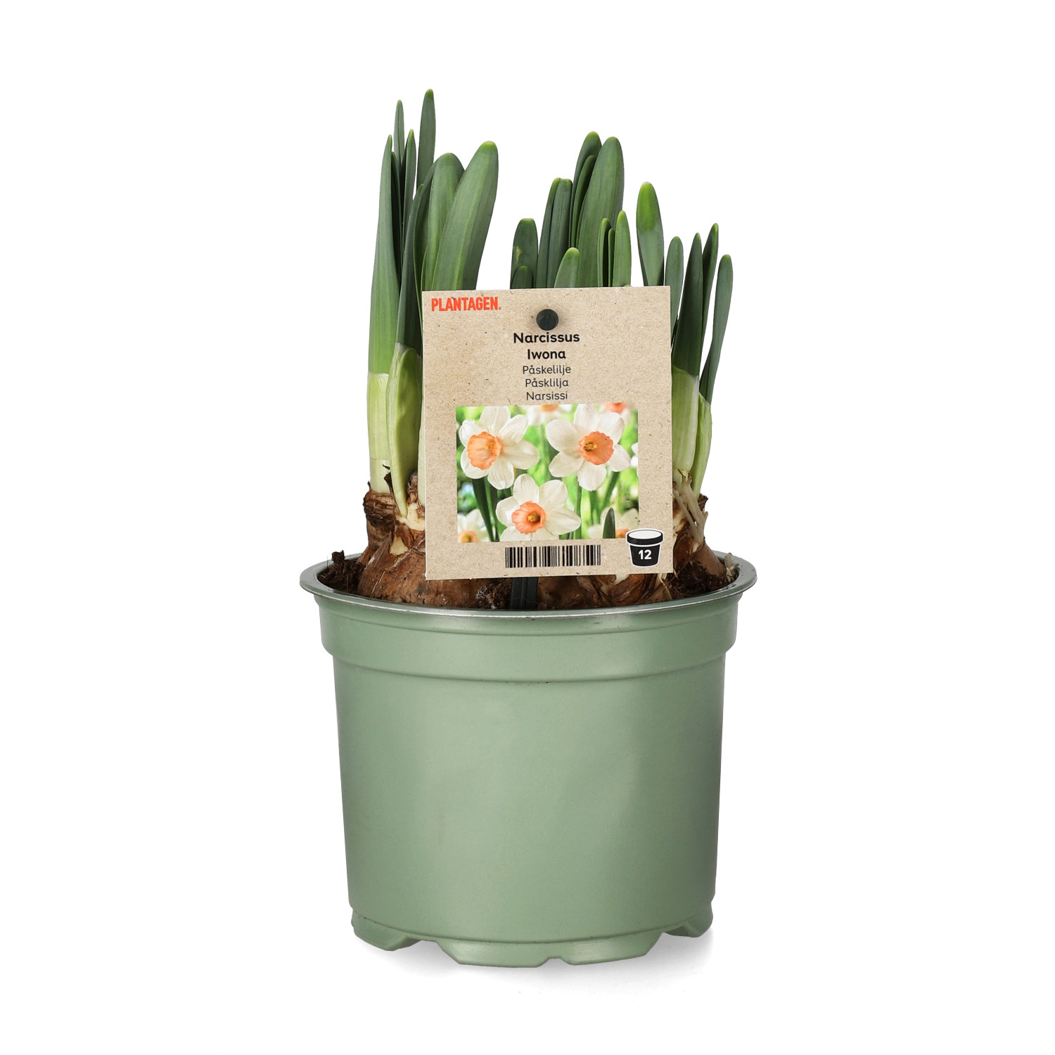 Påskelilje 'Iwona '