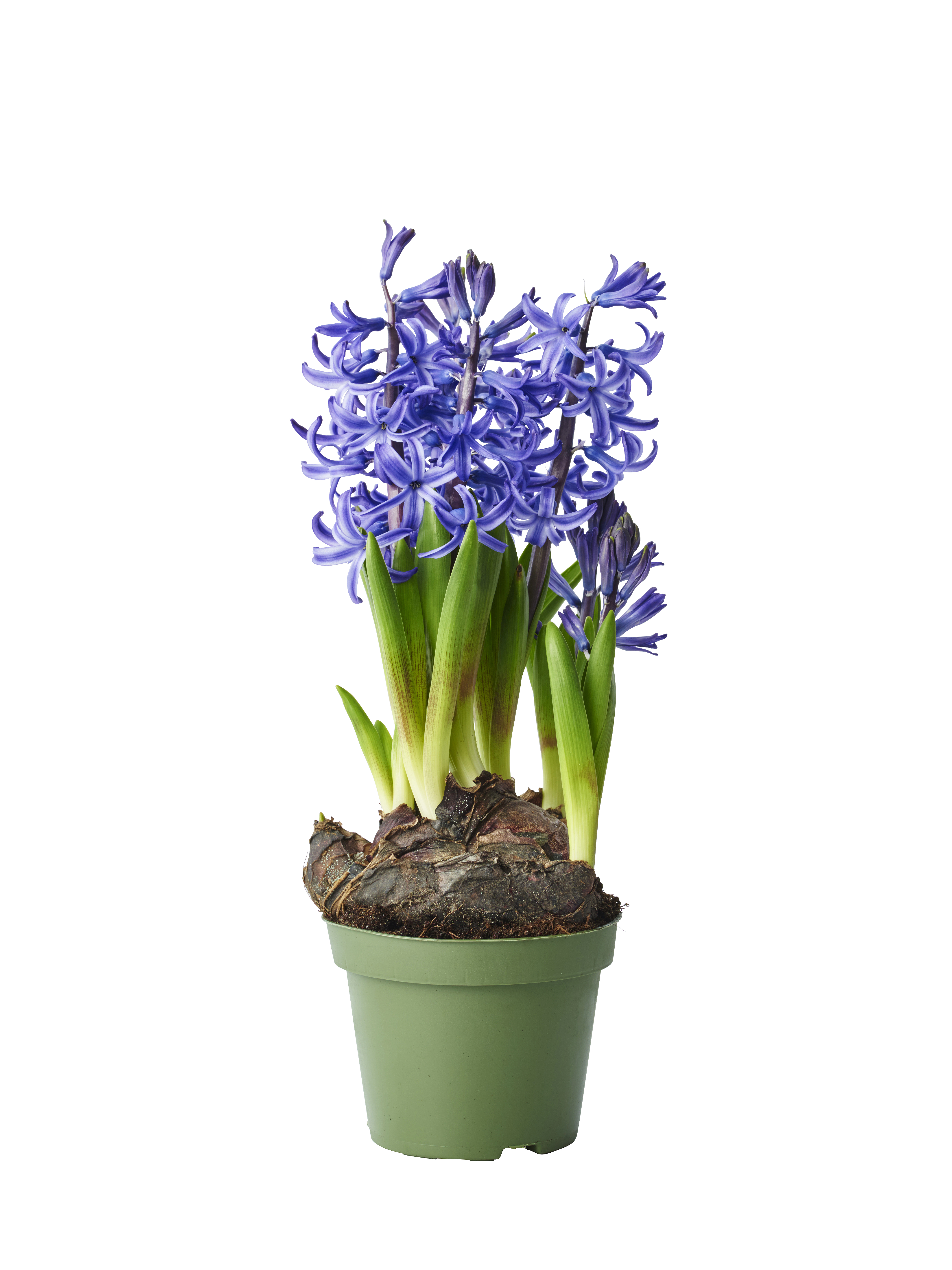 Rhododendron 'September charm' 23cm | Plantasjen