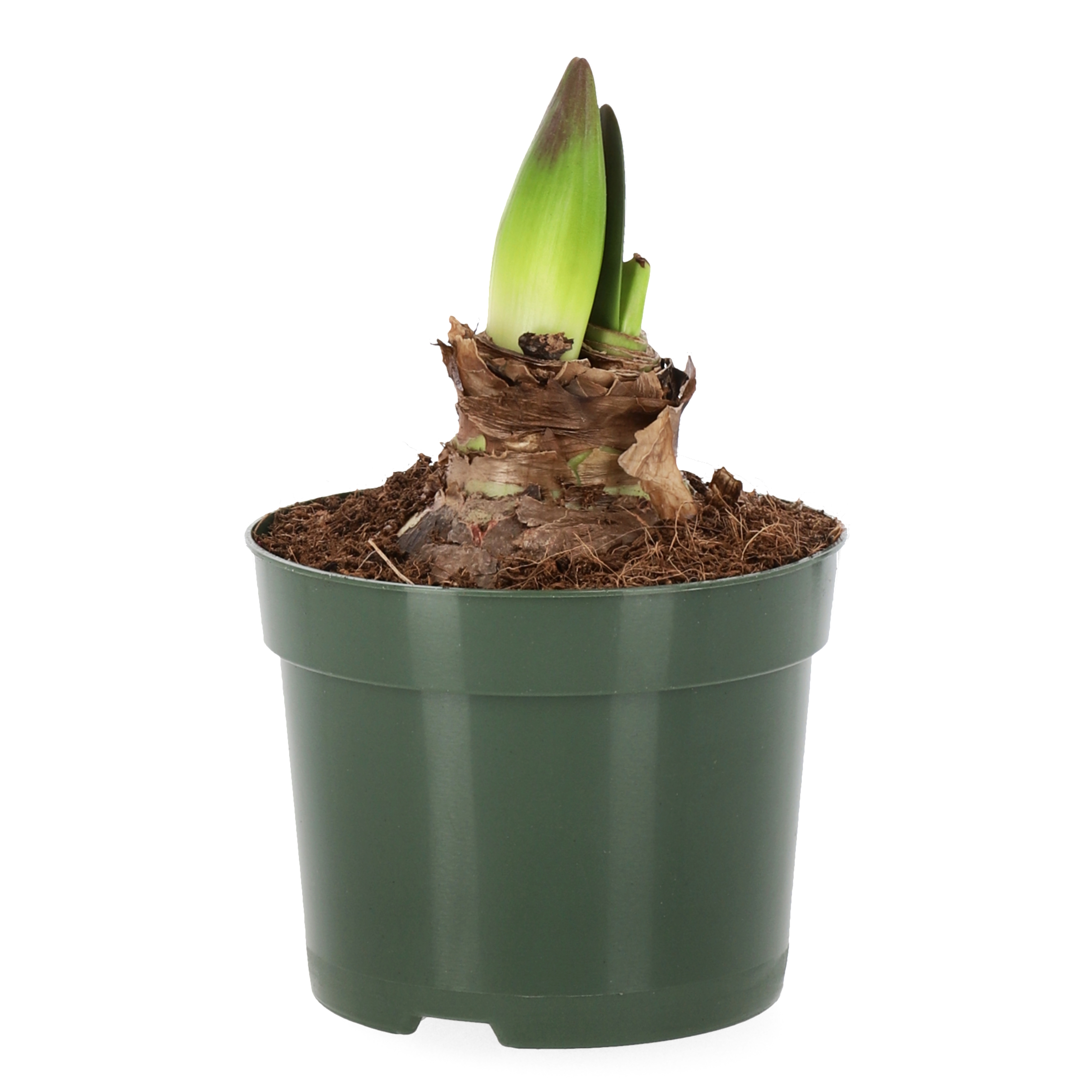 Hippeastrum 20+ Red 10,5 cm