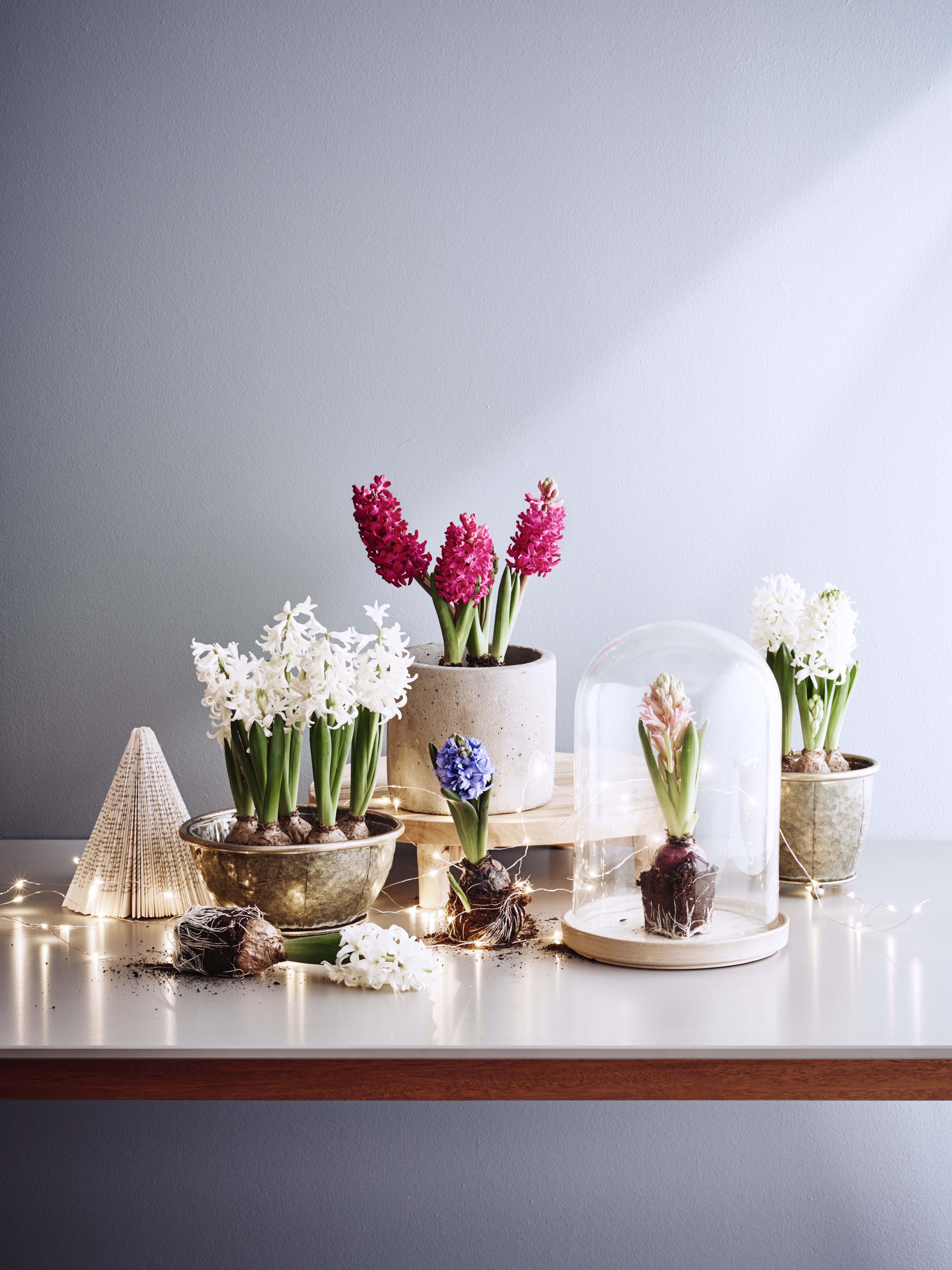 Hyacinthus 17+ 3 bulb White 12 cm