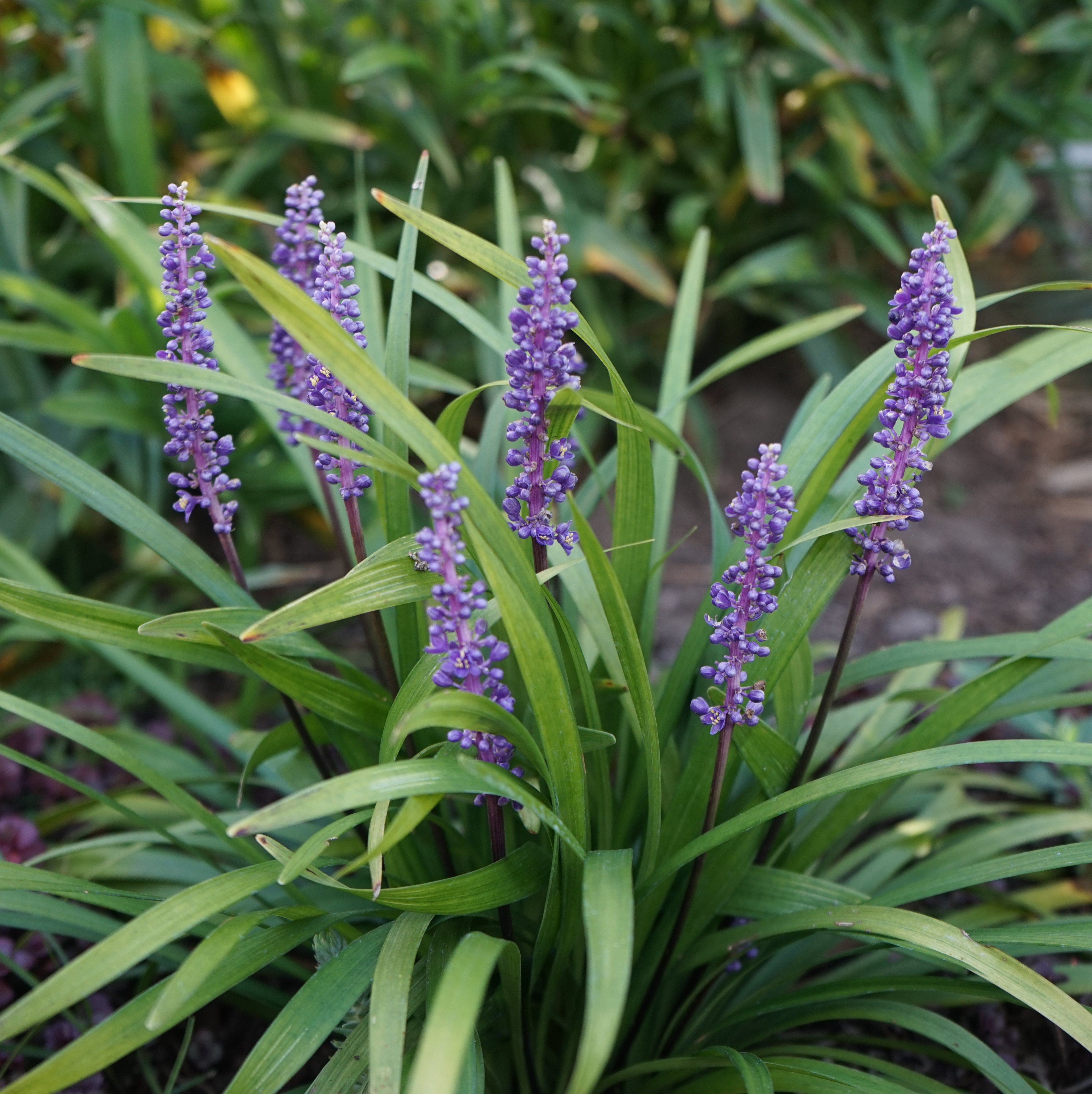 Liriope muscari 'Ingwersen'