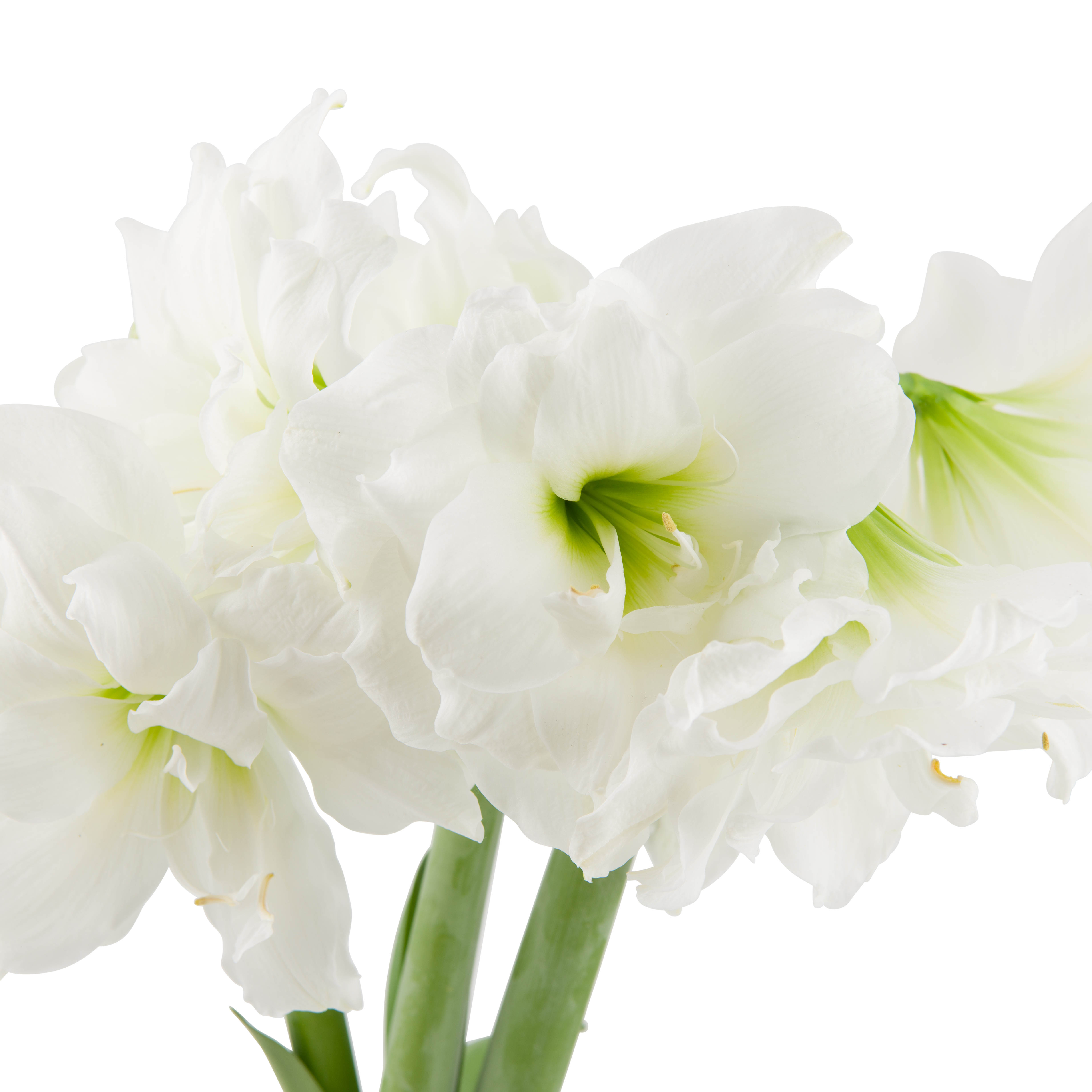 Hippeastrum 30+ 'Alfresco' 14 cm