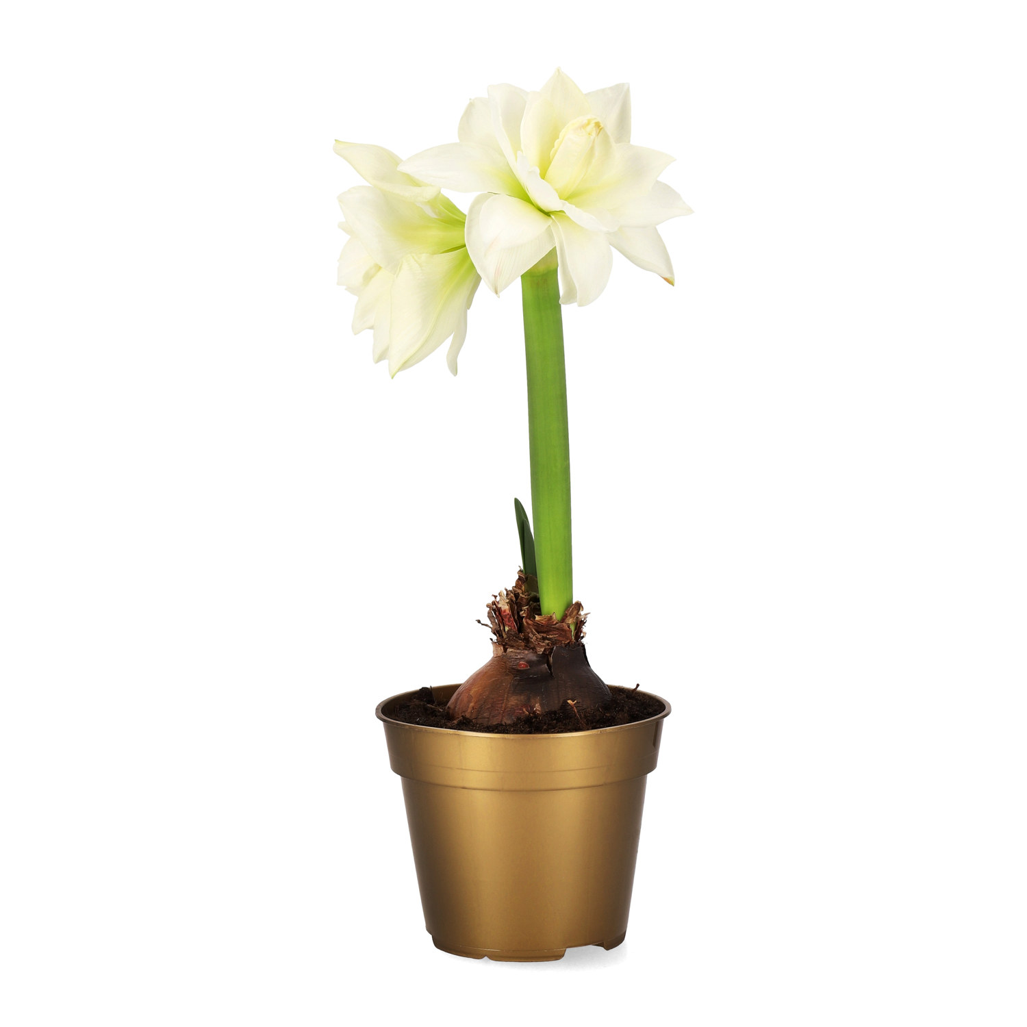 Hippeastrum 30+ 'Alfresco' 14 cm