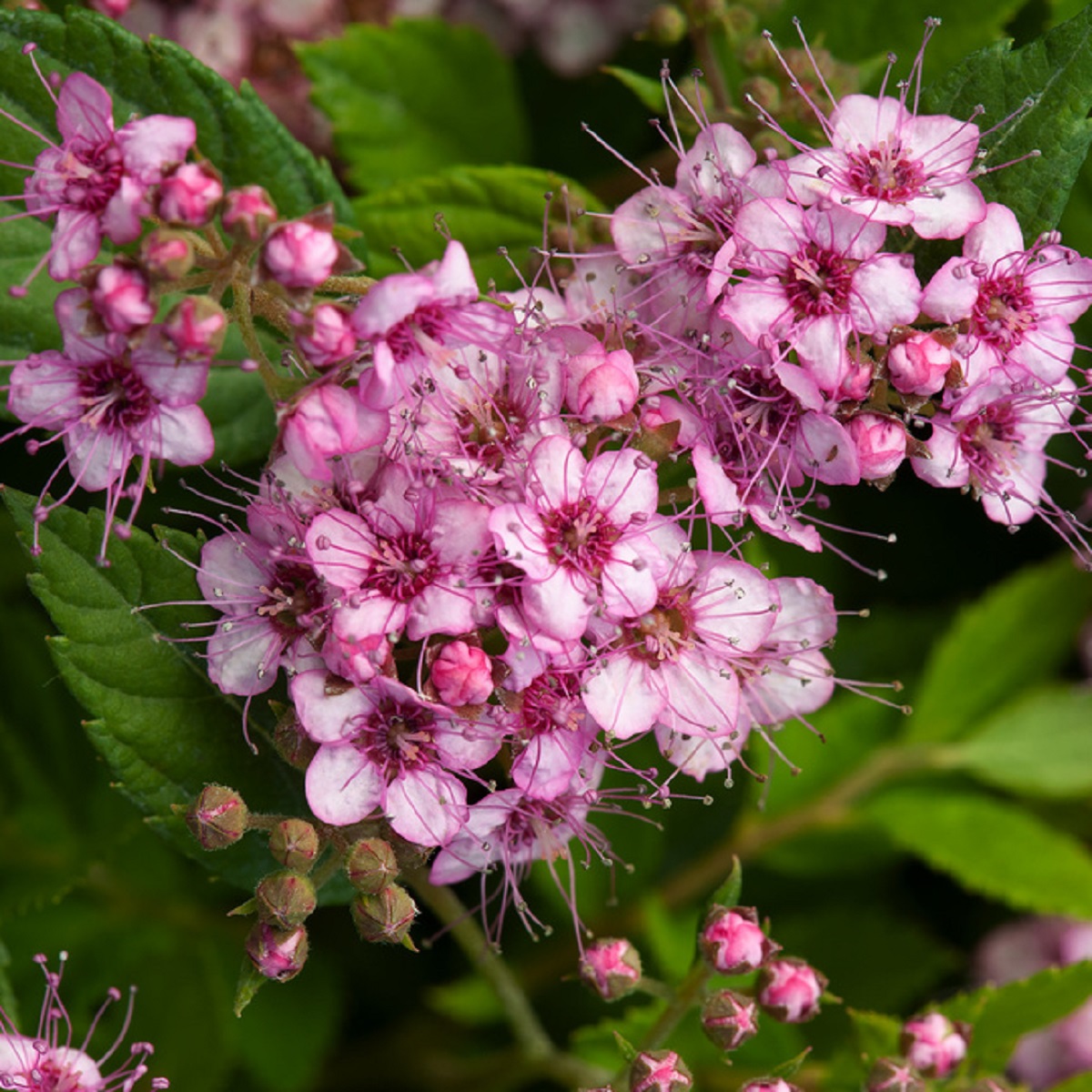 Bjørkebladspirea PINK SPARKLER