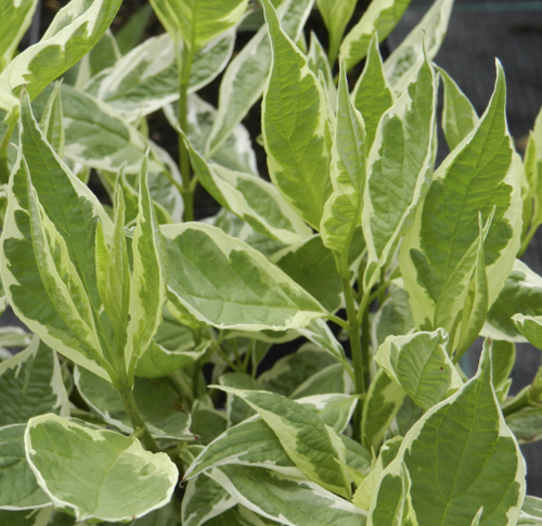 Sibirkornell 'Elegantissima'