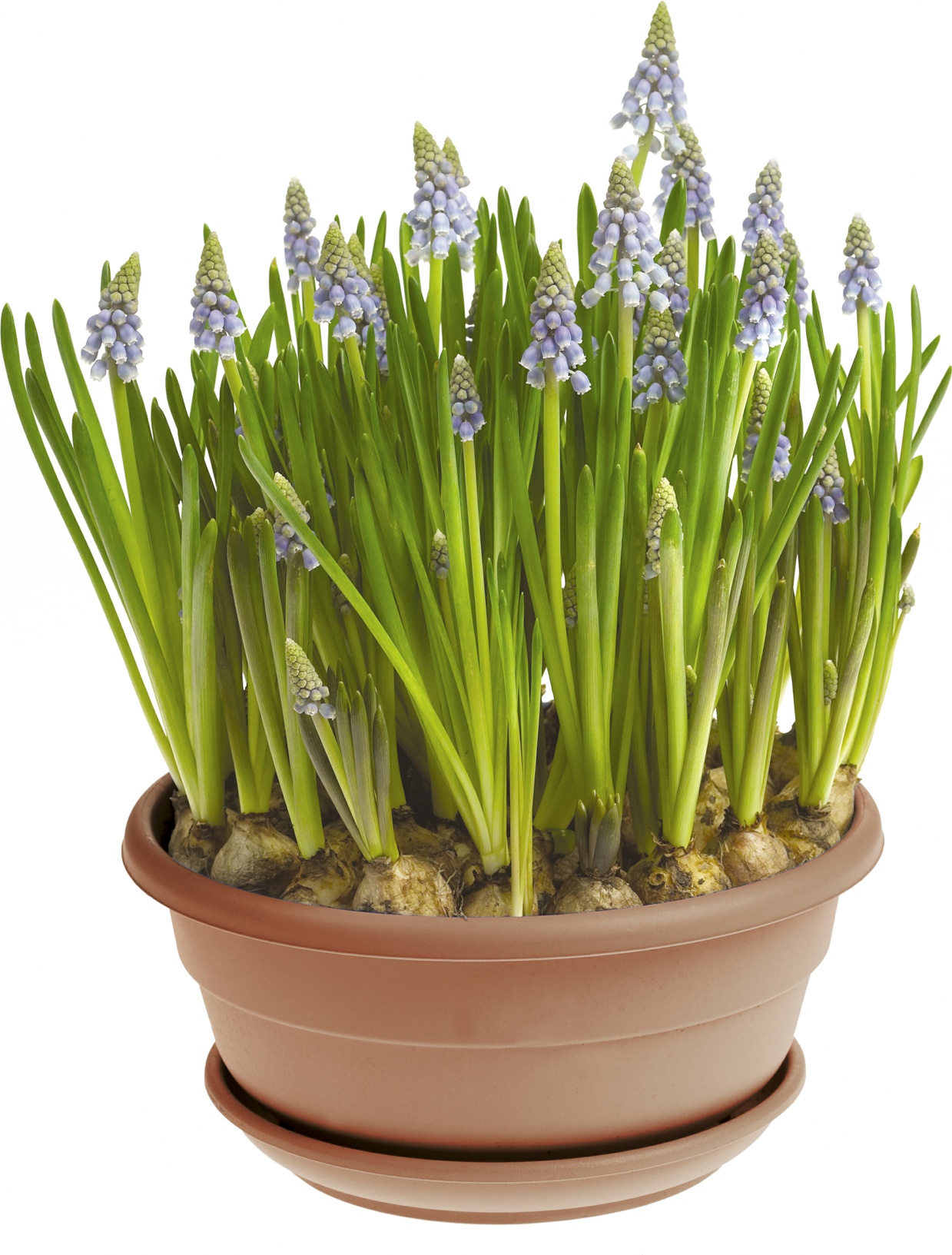Muscari a. 'Big Smile' bowl 21 cm