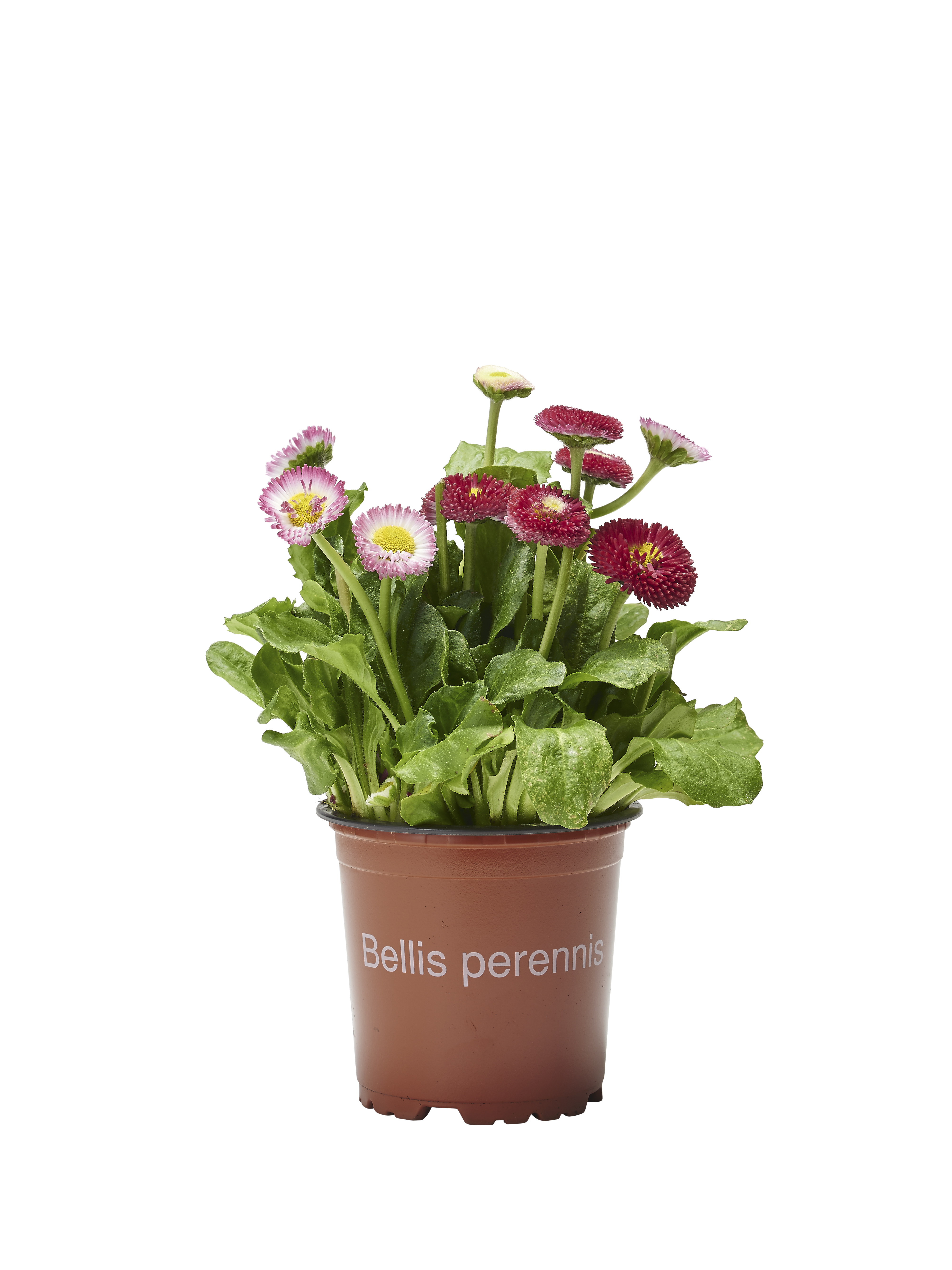 Bellis perennis 10,5 cm