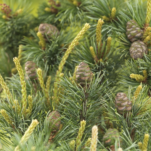 Pinus parviflora 'Negishi' 50-60cm 35cm