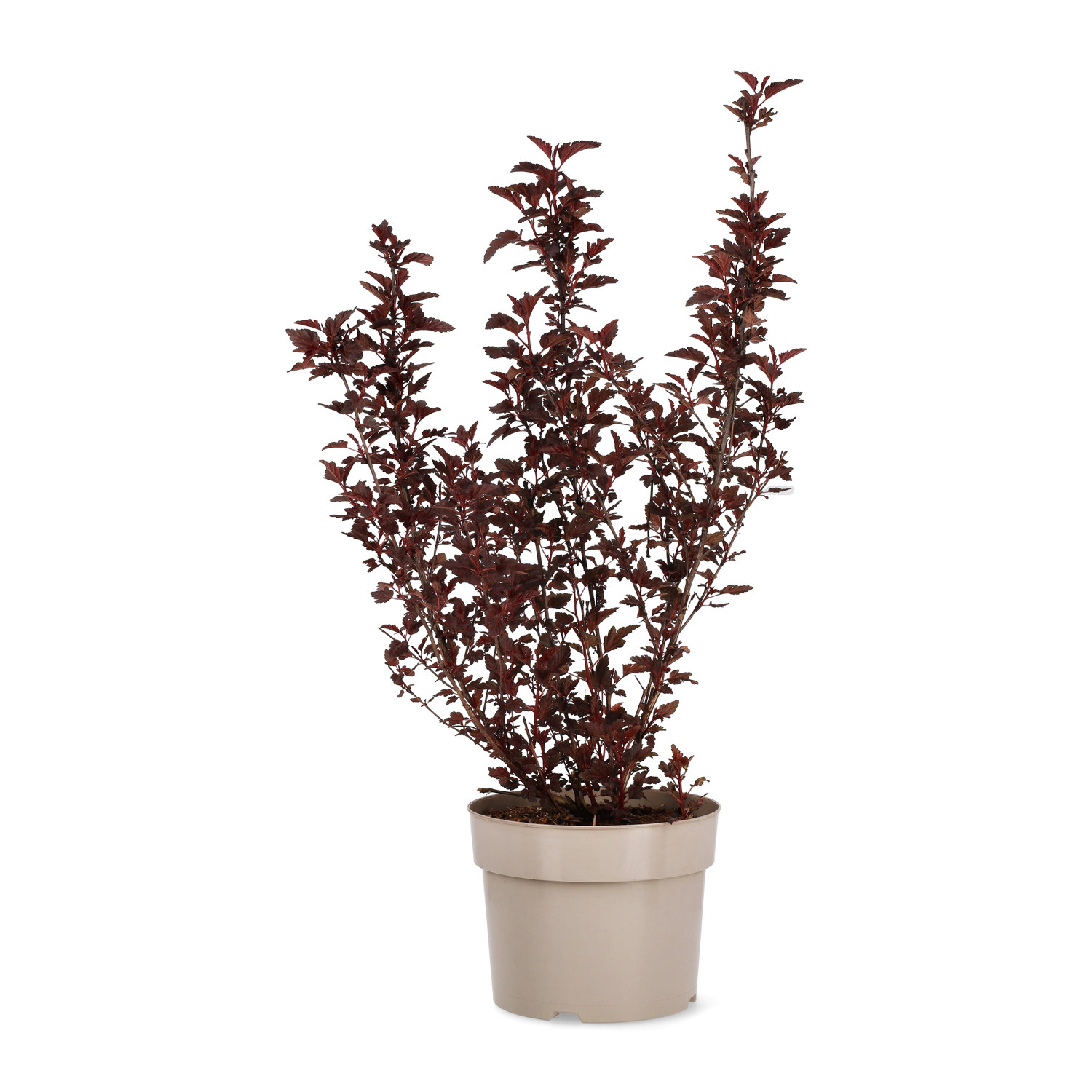 Physocarpus opulifolius ALL BLACK 40-60cm 22cm