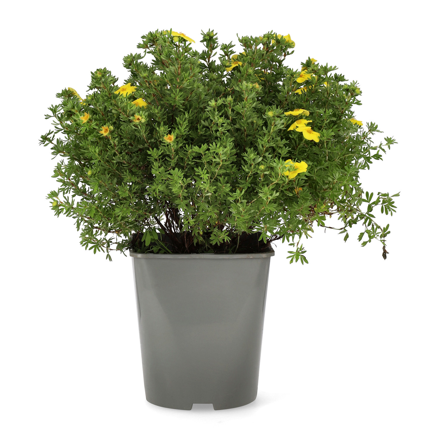 Trädgårdstok 'Kobold'