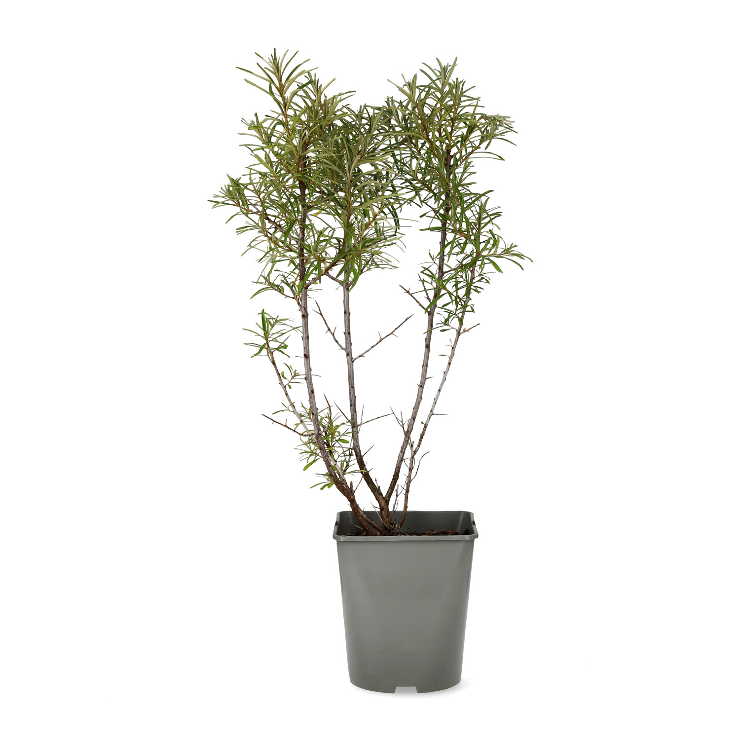 Hippophae rhamnoides 'Romeo' 23cm