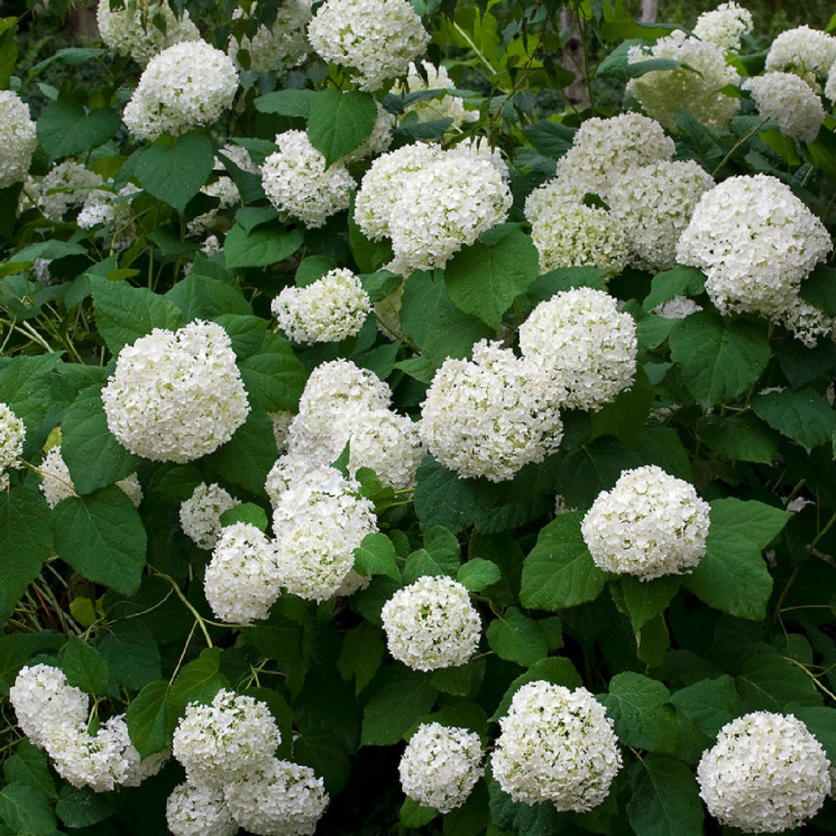 Hydrangea arborescens 'Annabelle' 23cm