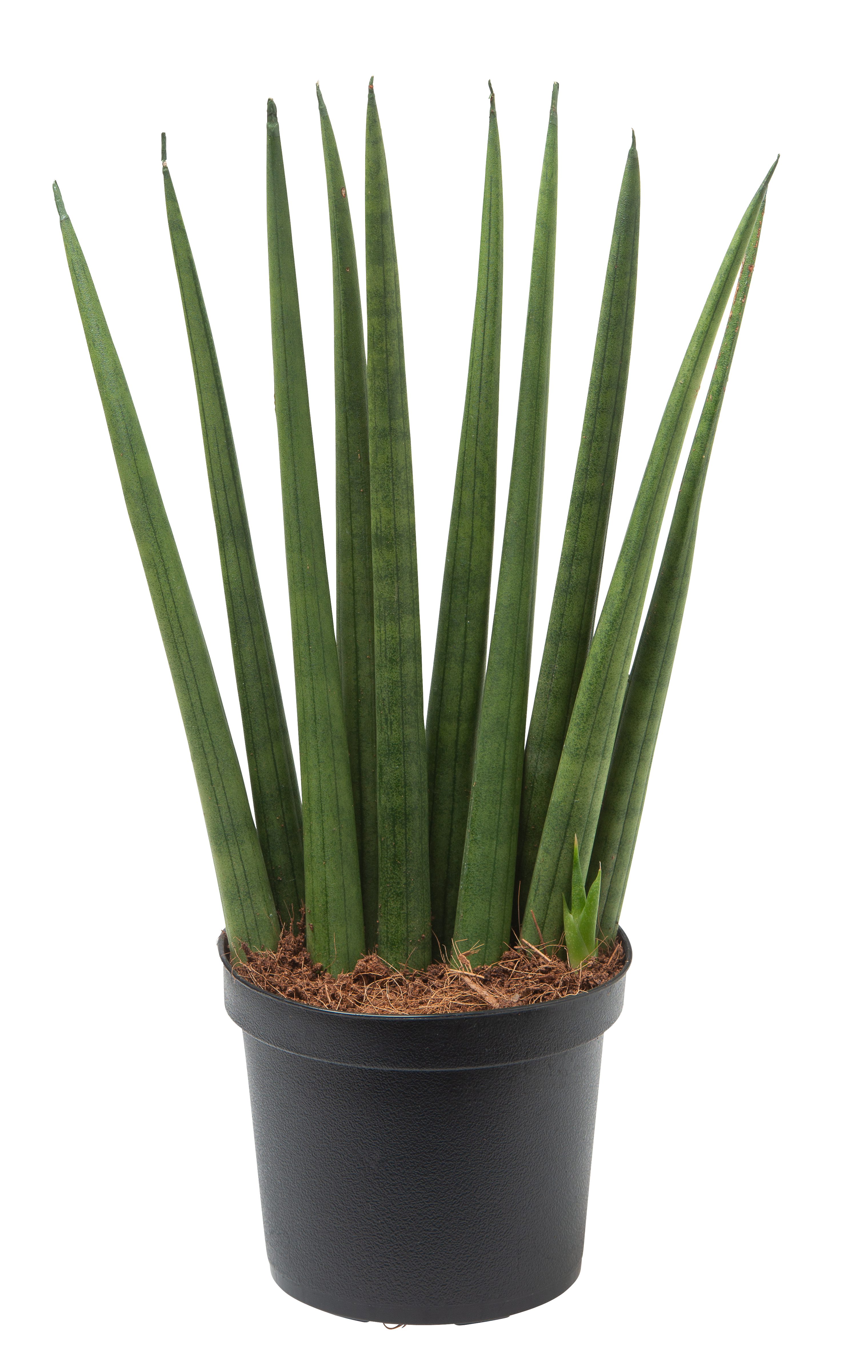 Sansevieria cylindrica 'Rocket' 9 cm