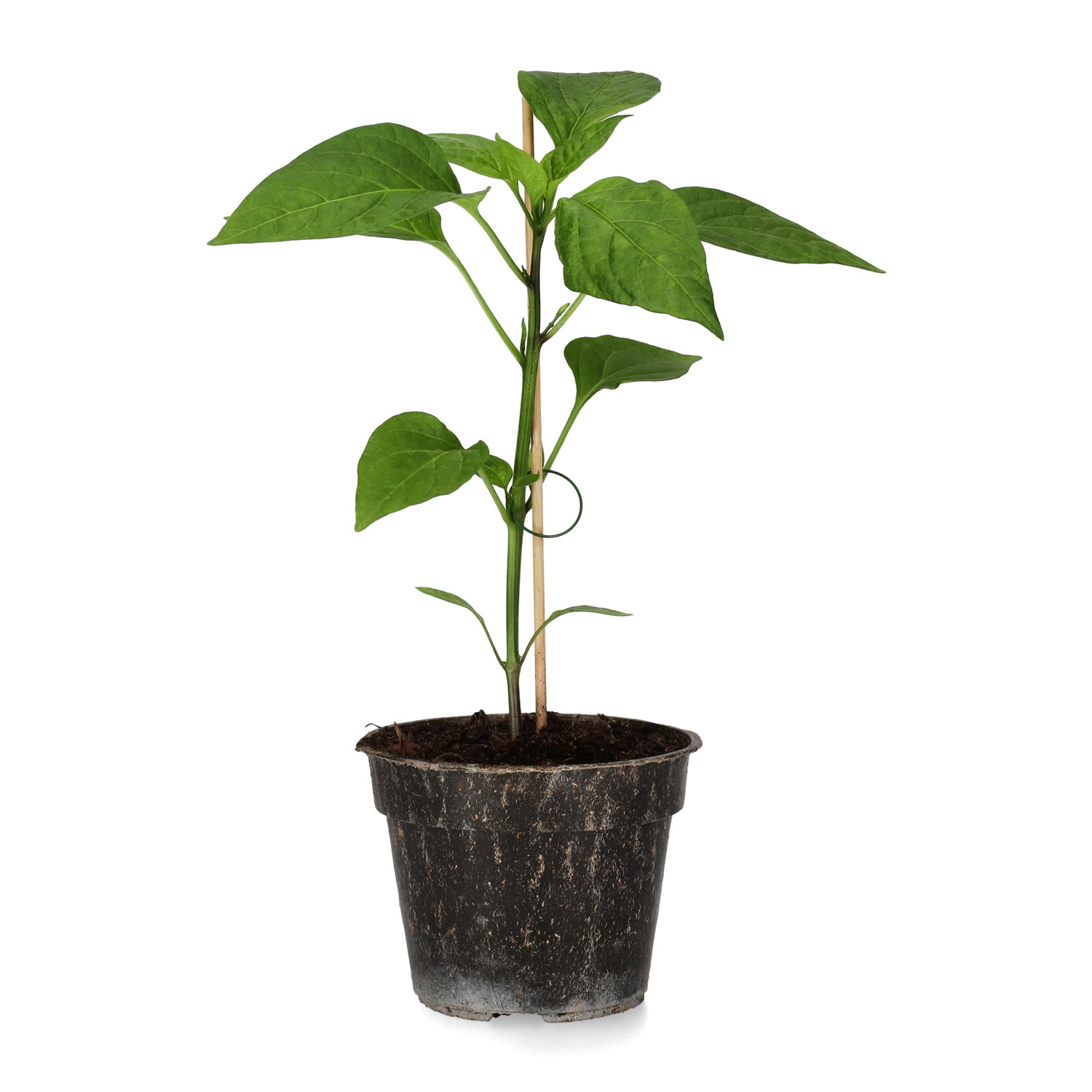 All N. Capsicum Chili 'Pimento de padrón' 10,5 cm