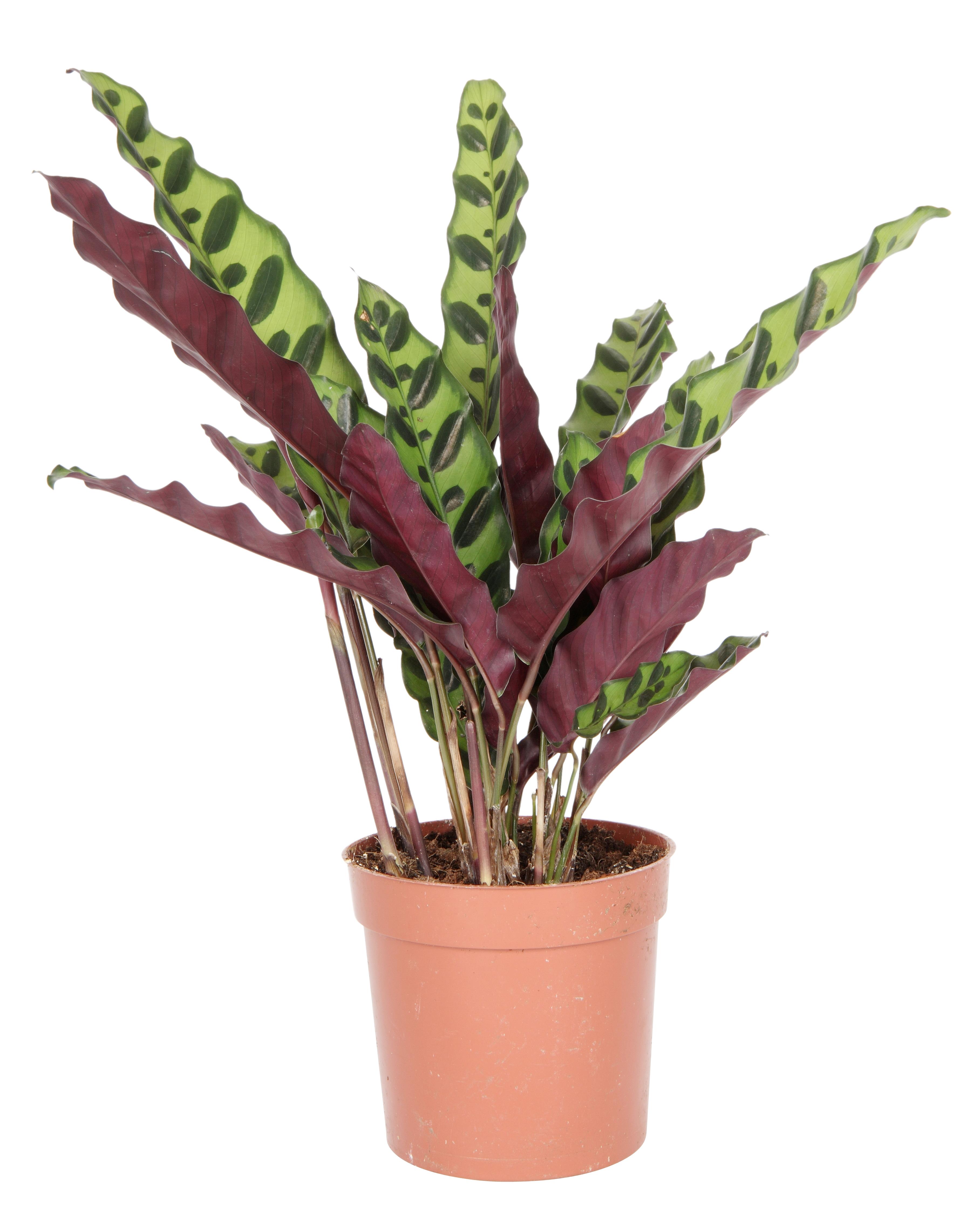 Calathea lancifolia 'Insigne' 19 cm