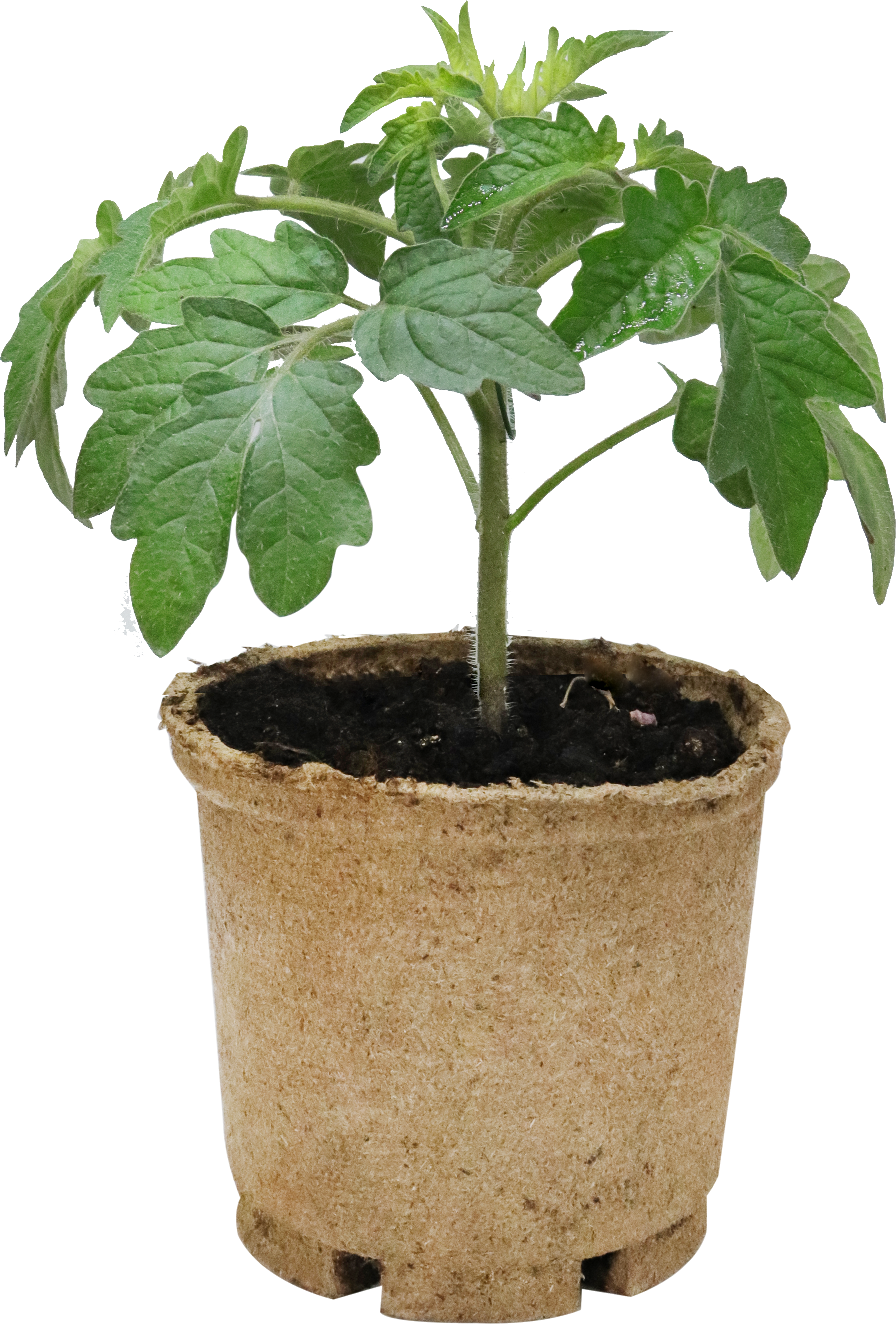 Plommontomat 'San Marzano'