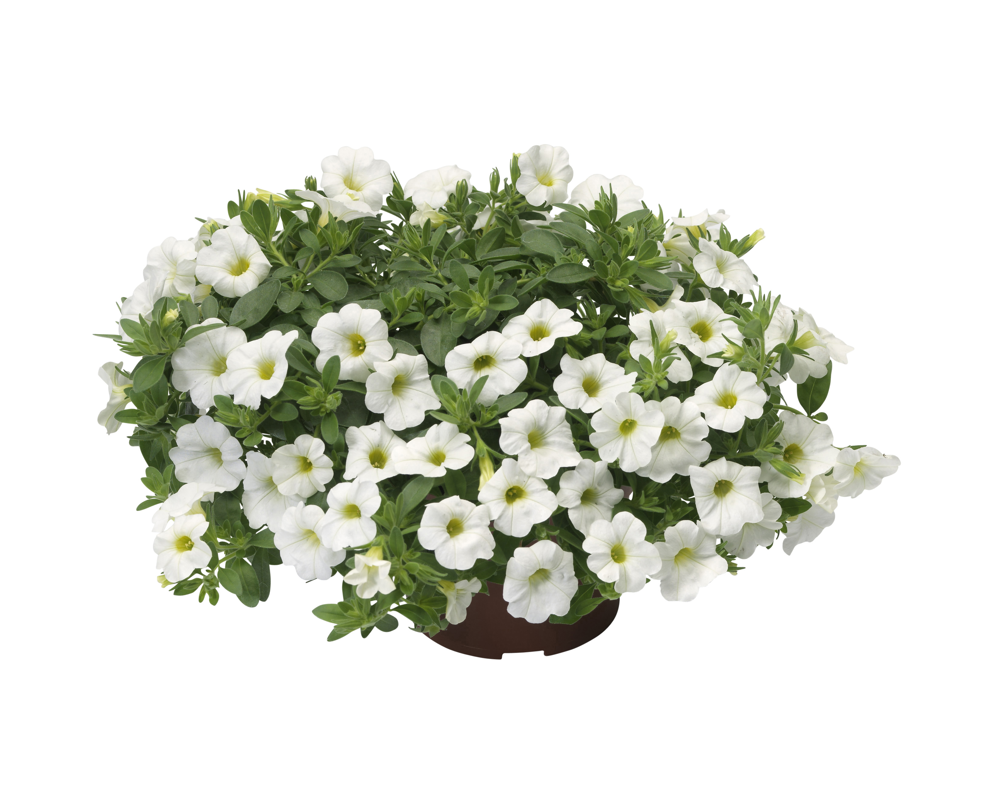 Småpetunia