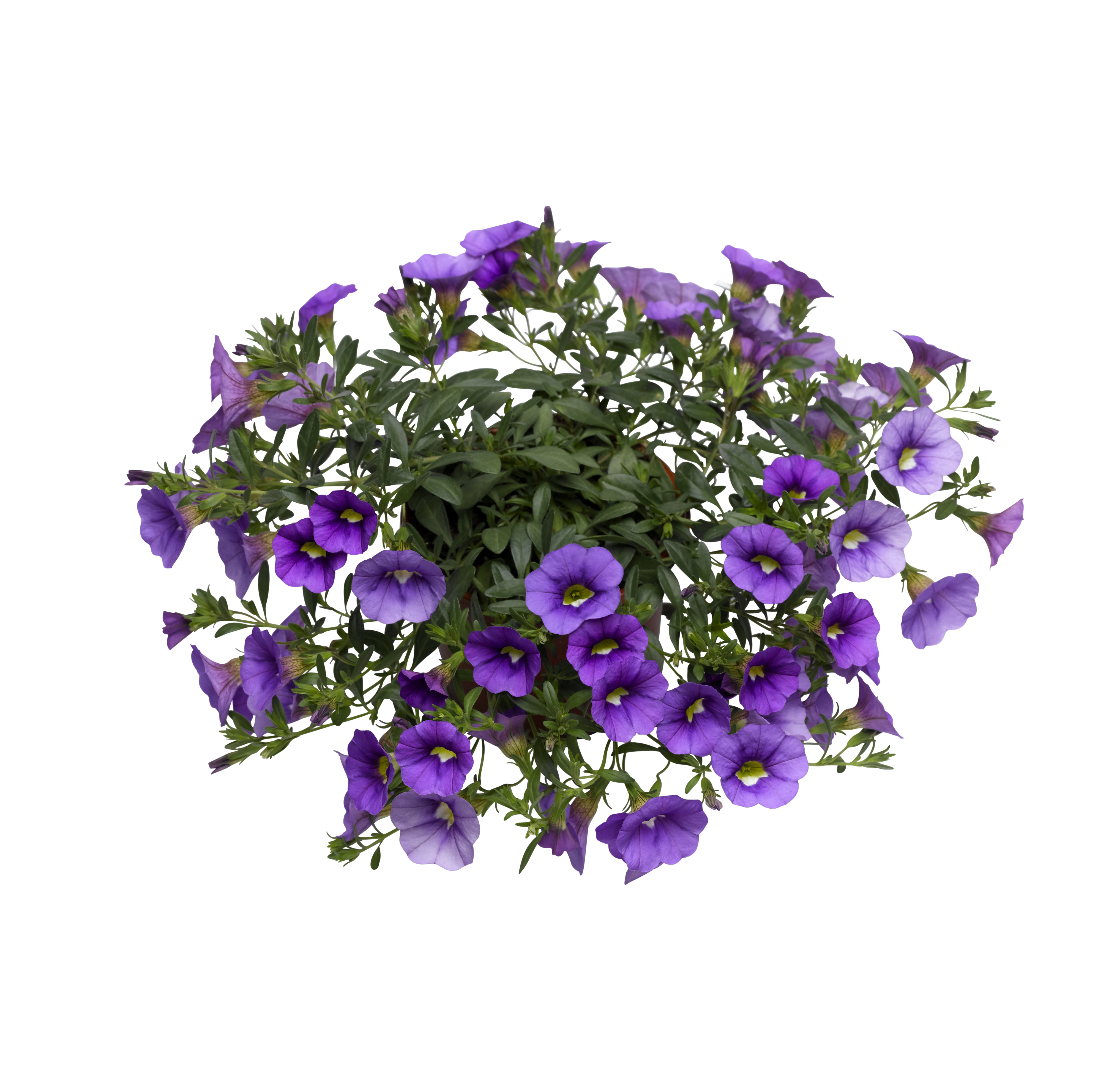Petunia 'Surfinia'